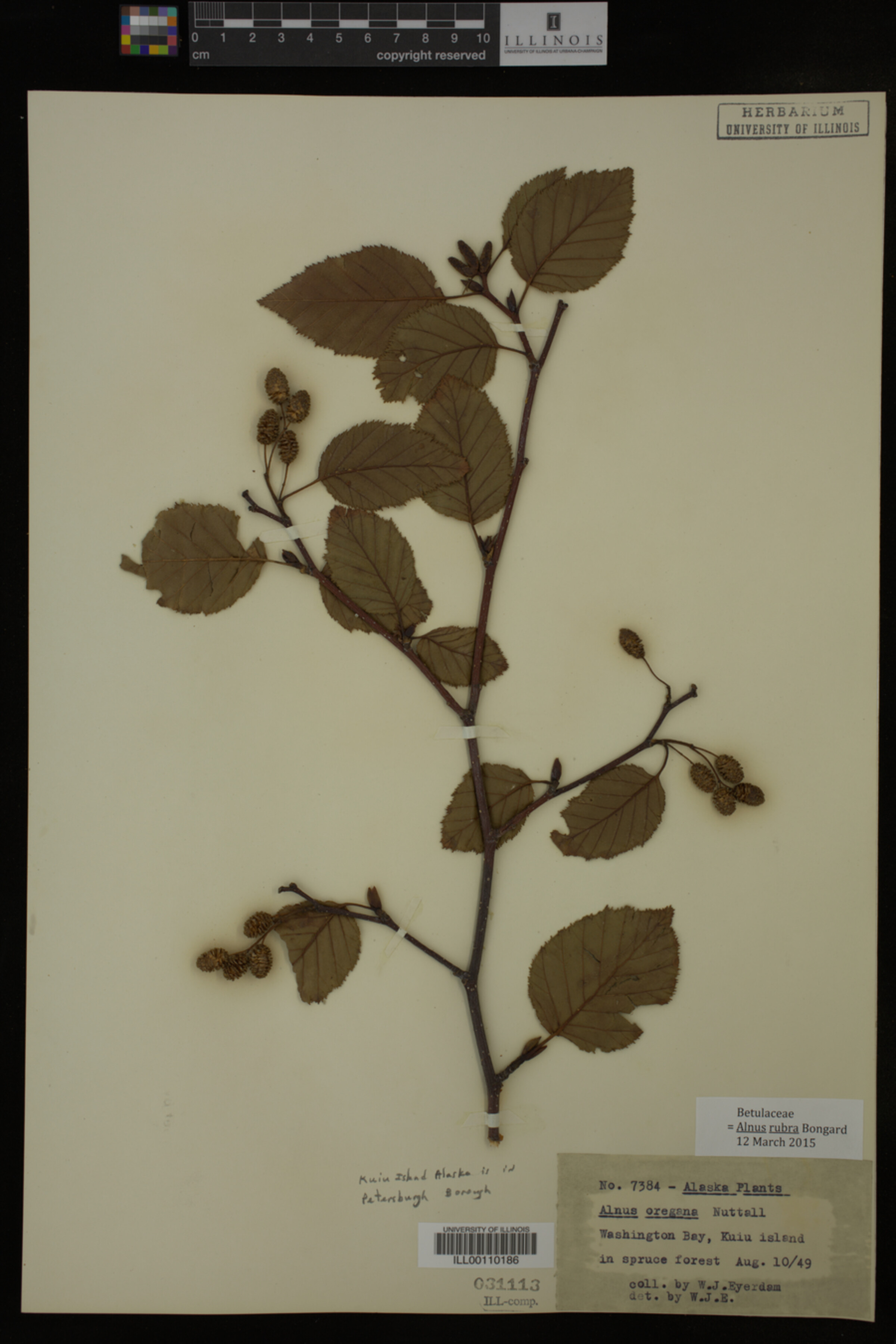Alnus rubra image