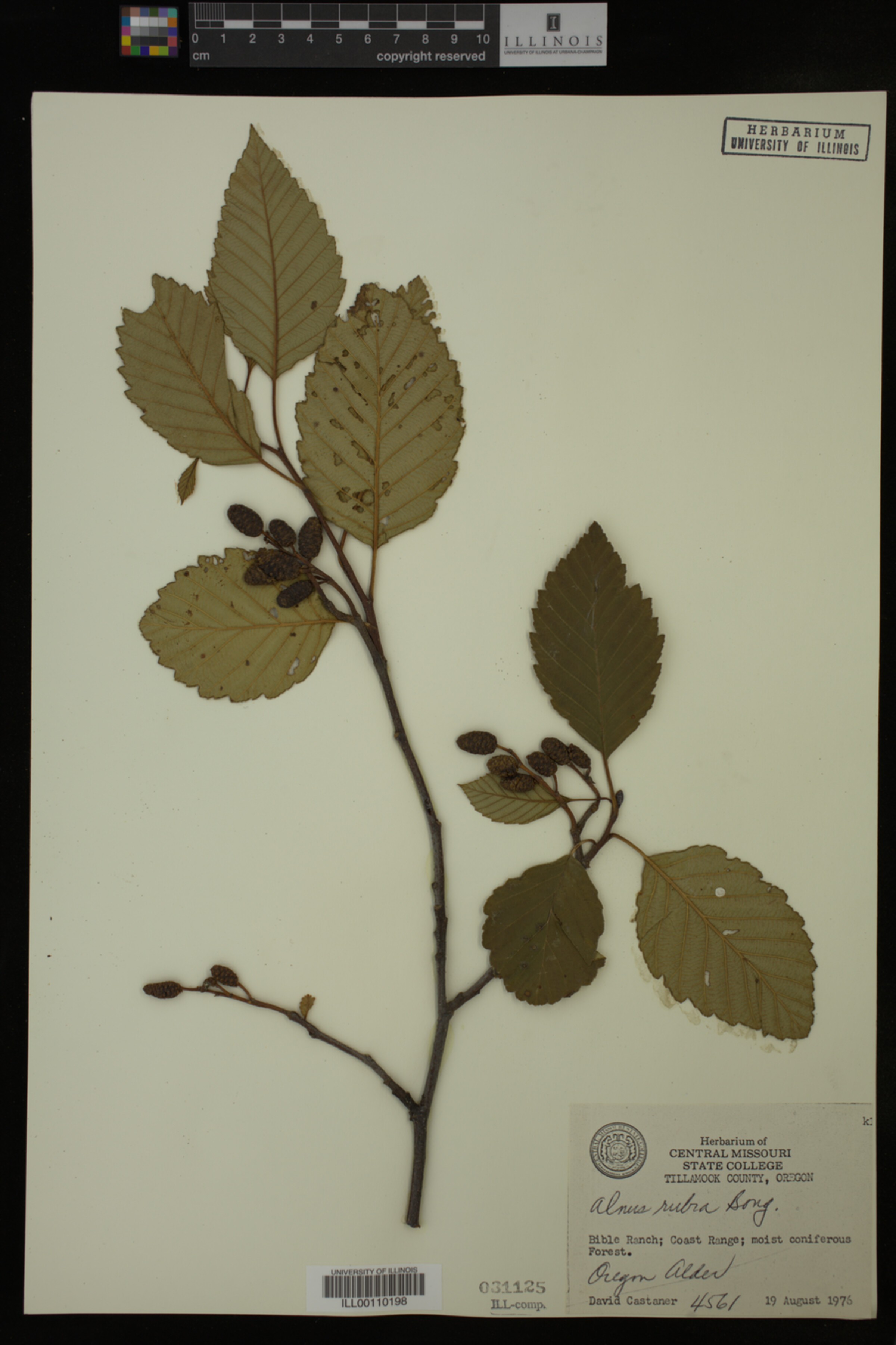 Alnus rubra image
