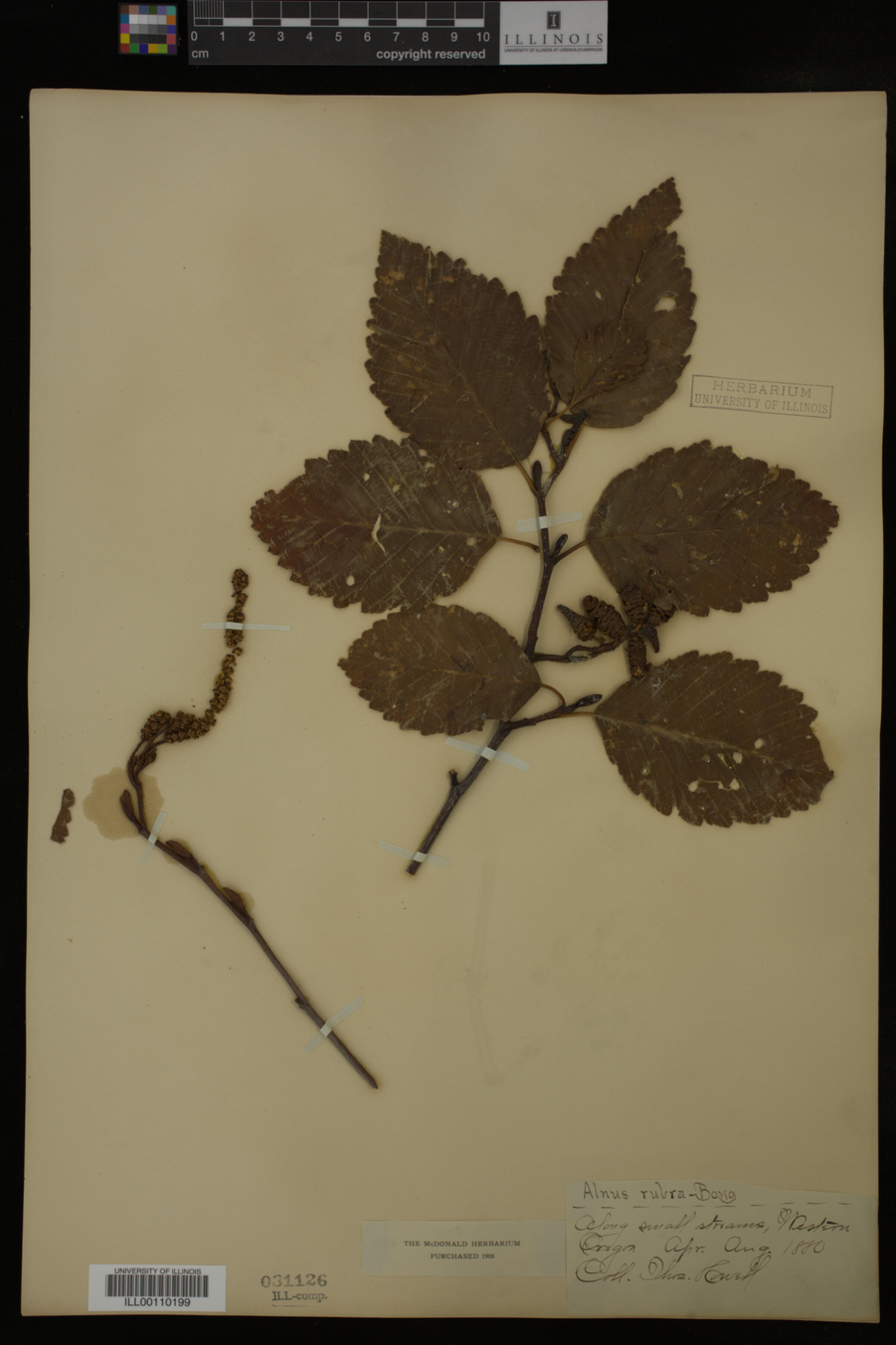 Alnus rubra image