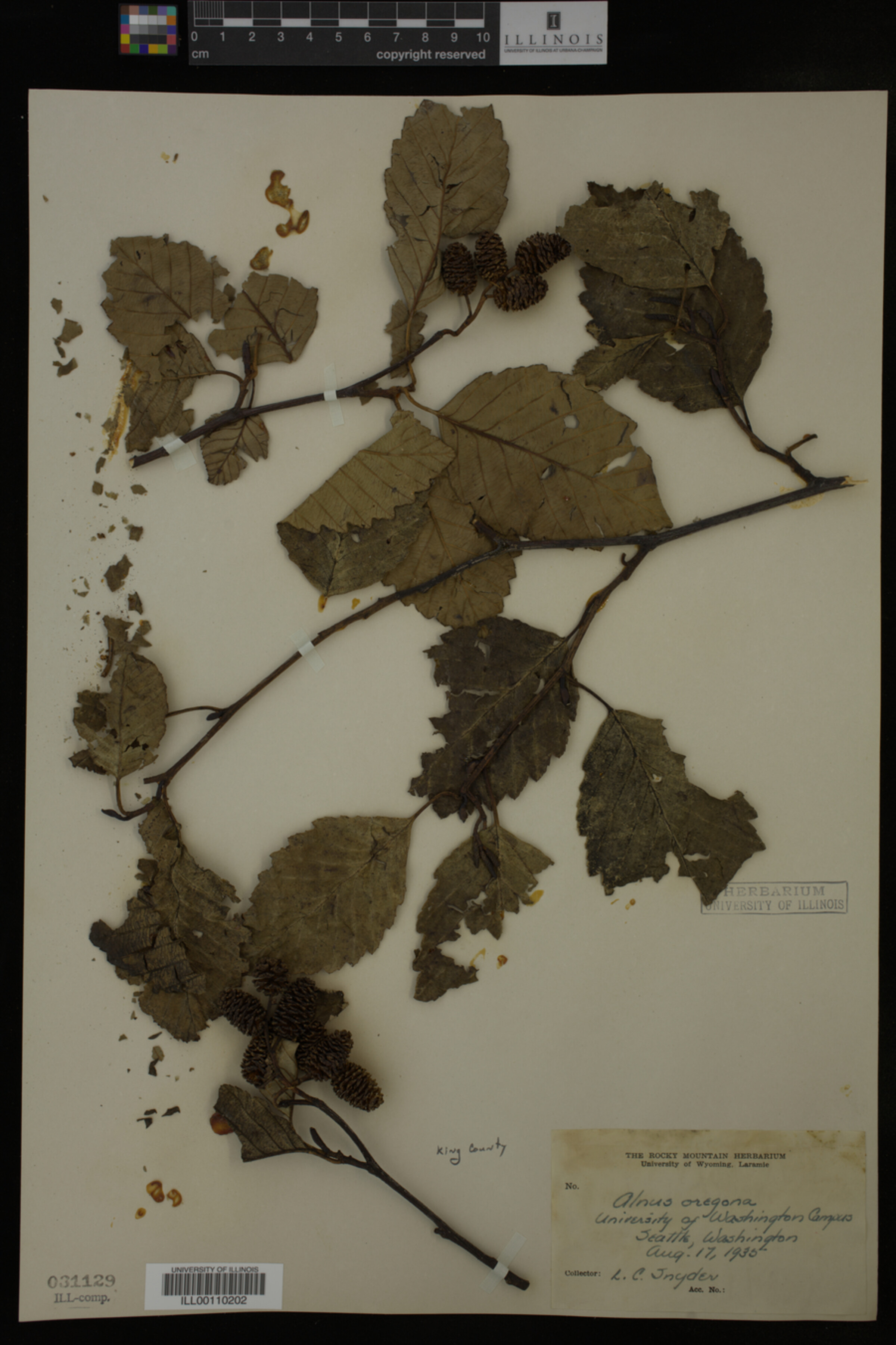 Alnus rubra image