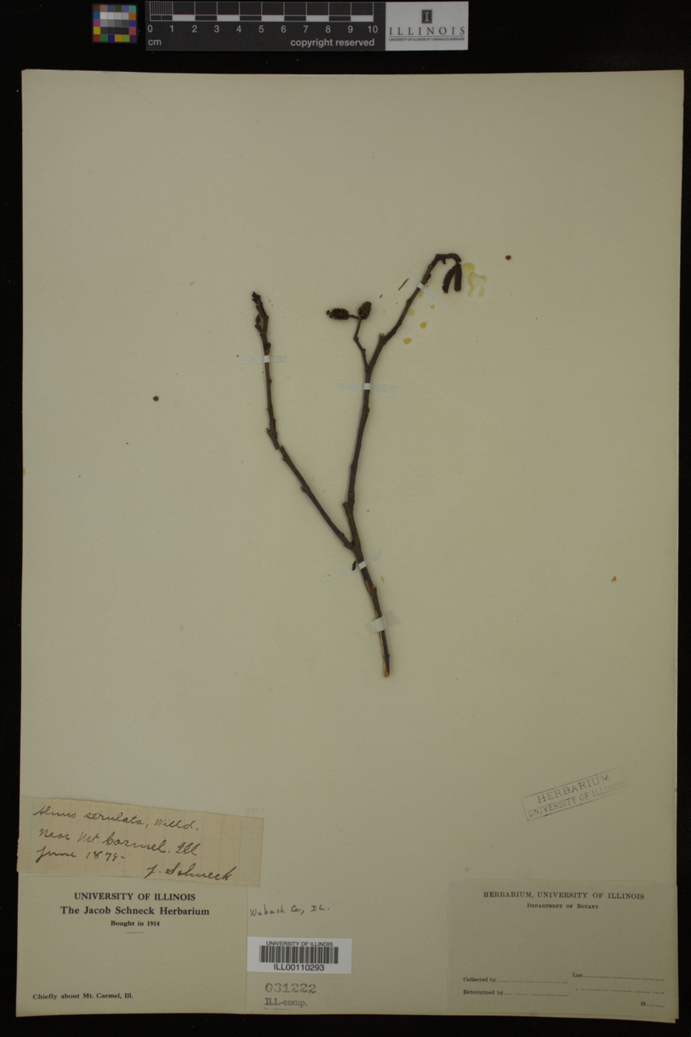 Alnus serrulata image