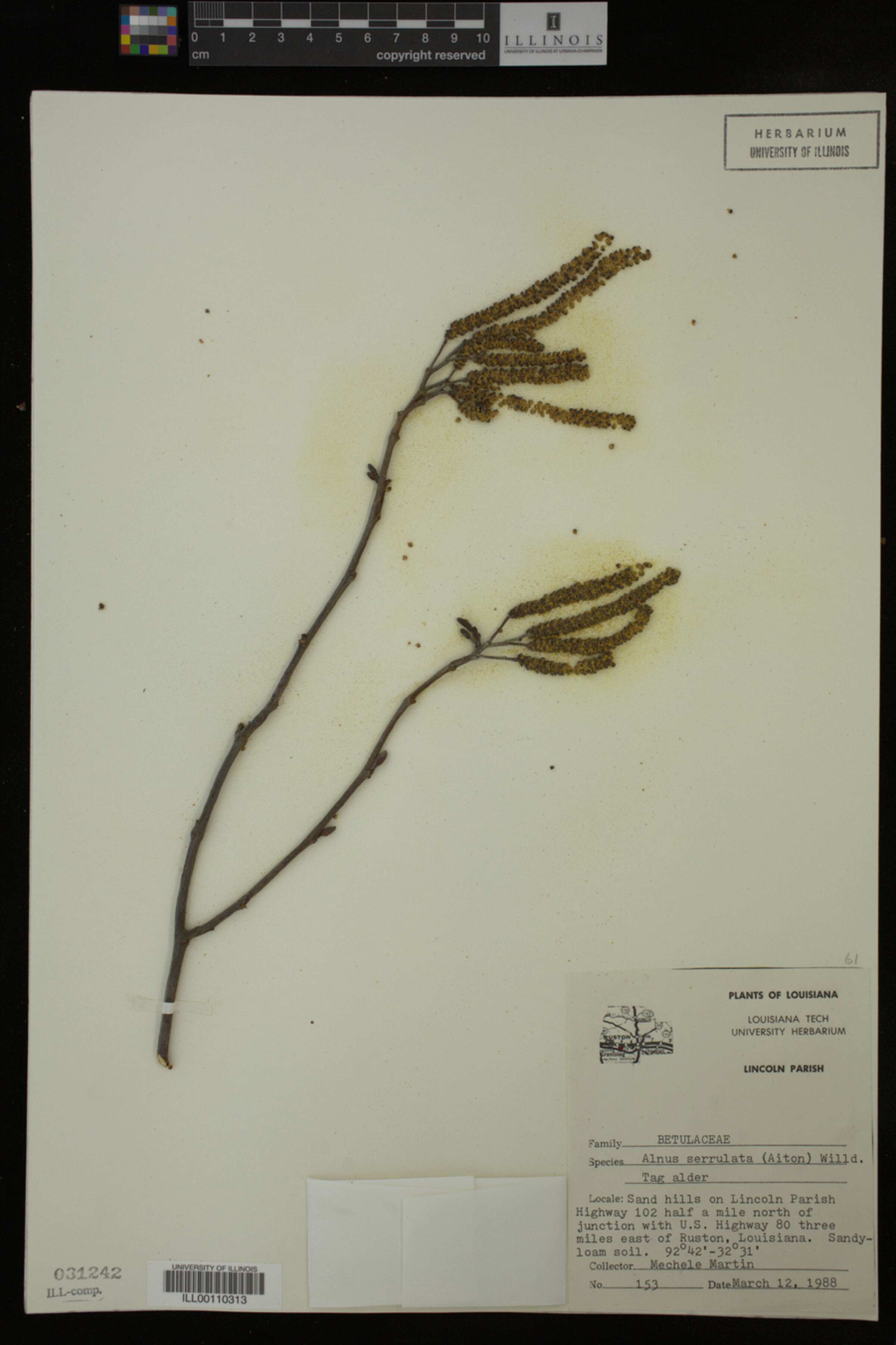 Alnus image