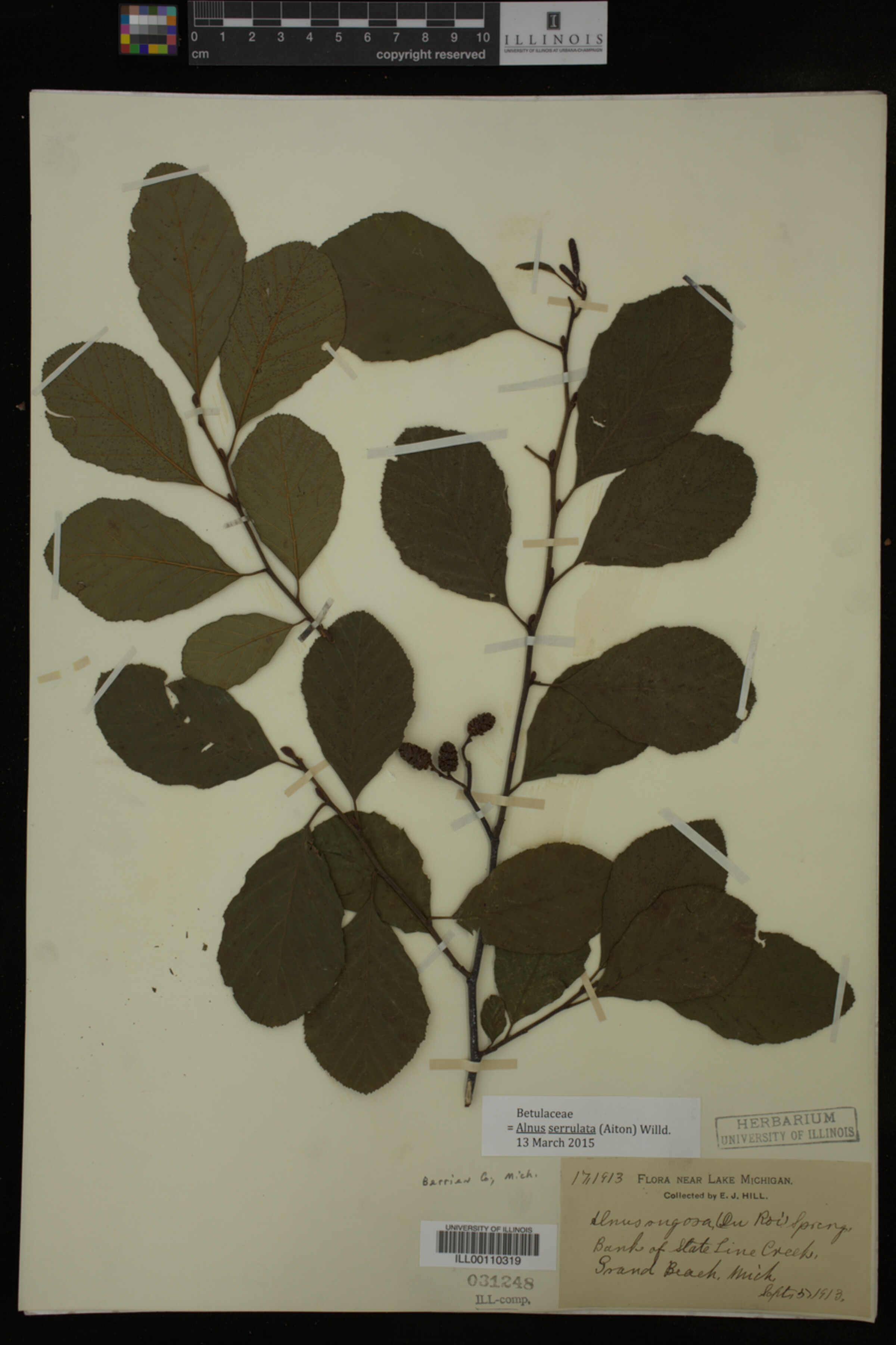 Alnus serrulata image