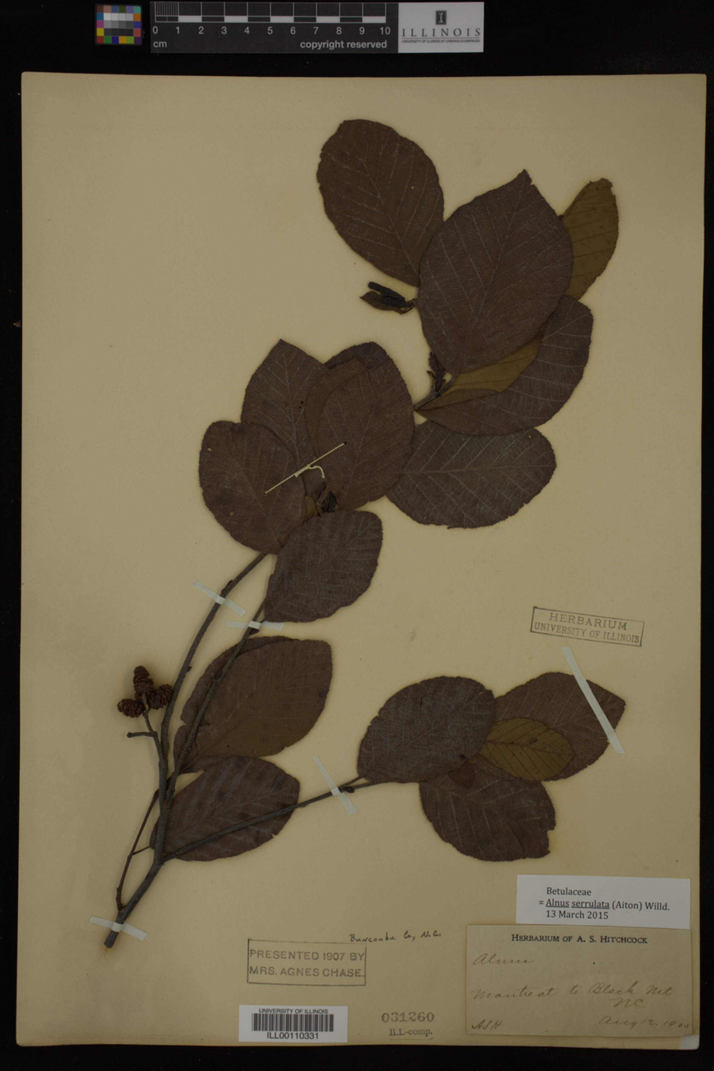 Alnus serrulata image