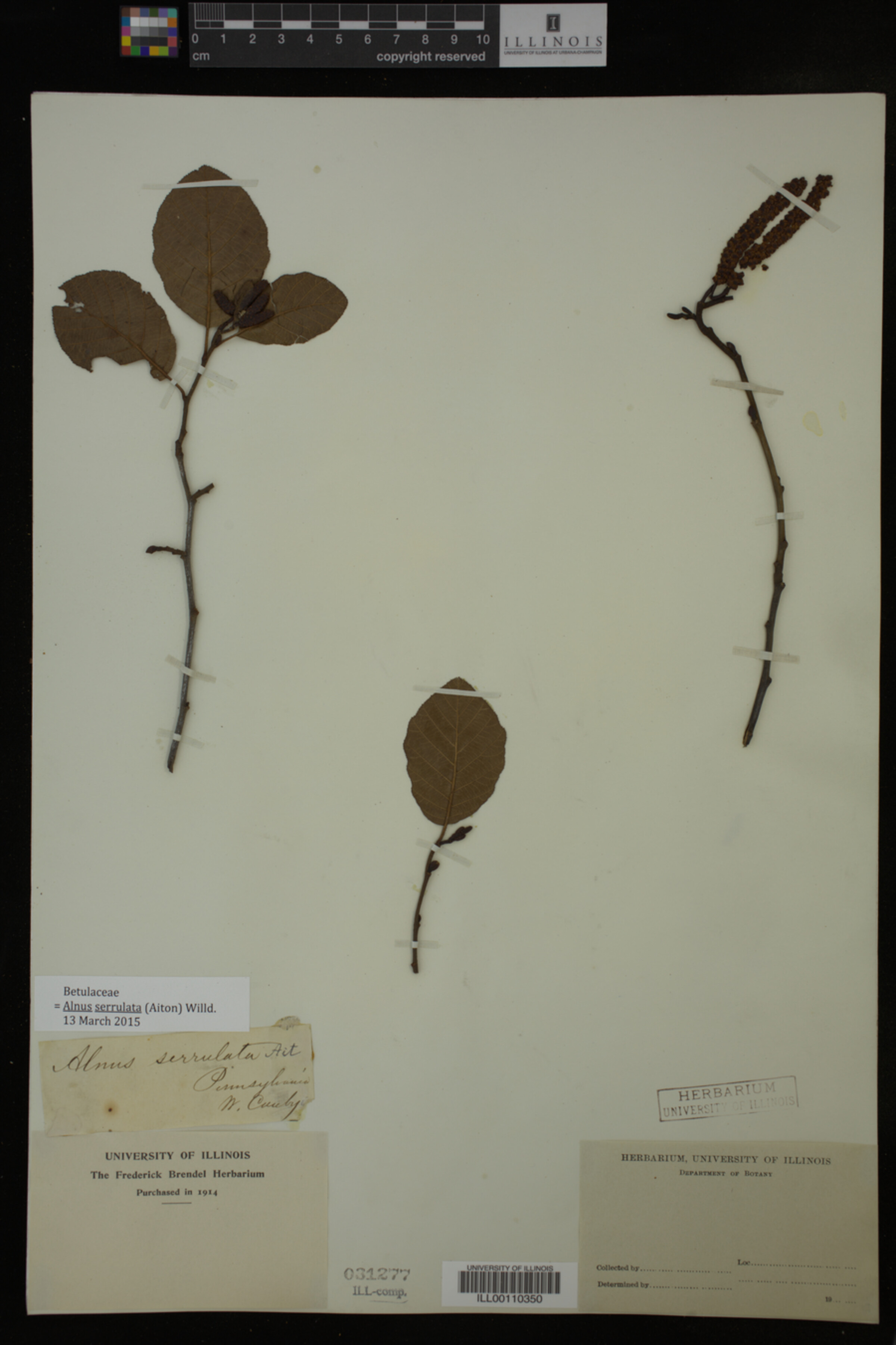Alnus serrulata image