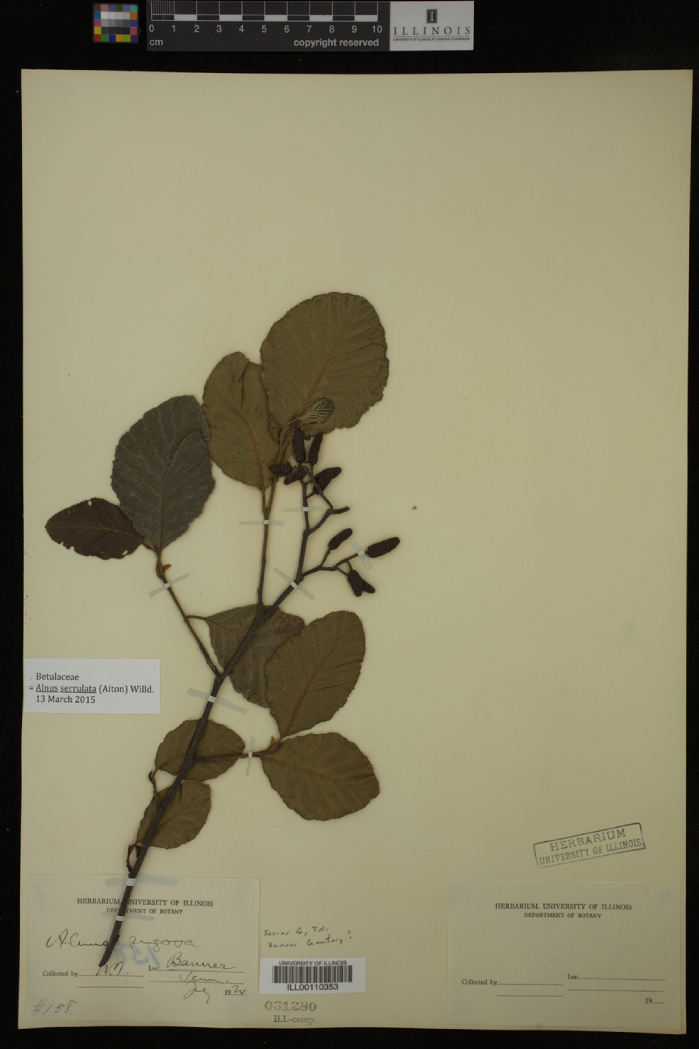 Alnus serrulata image
