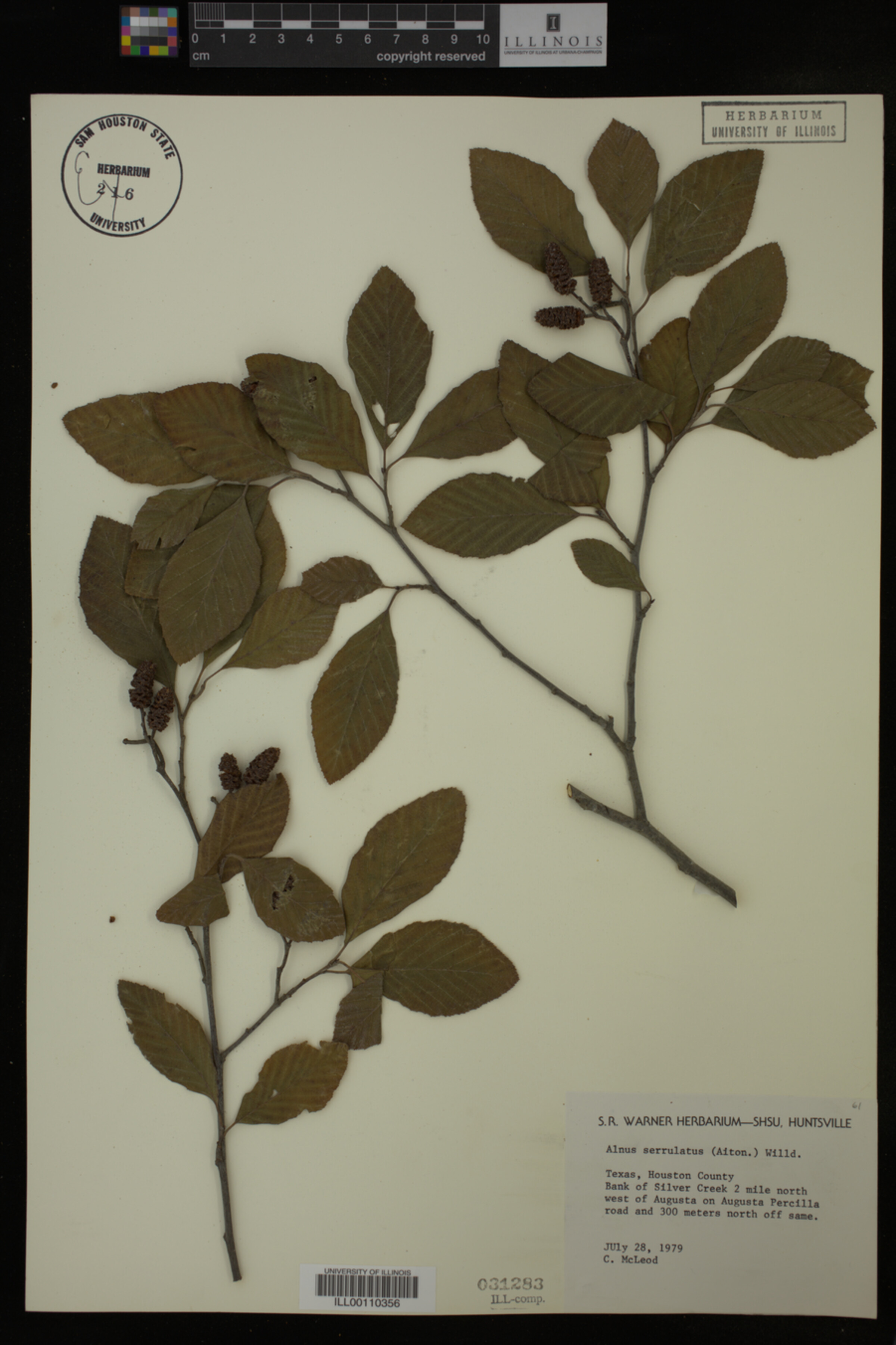 Alnus serrulata image