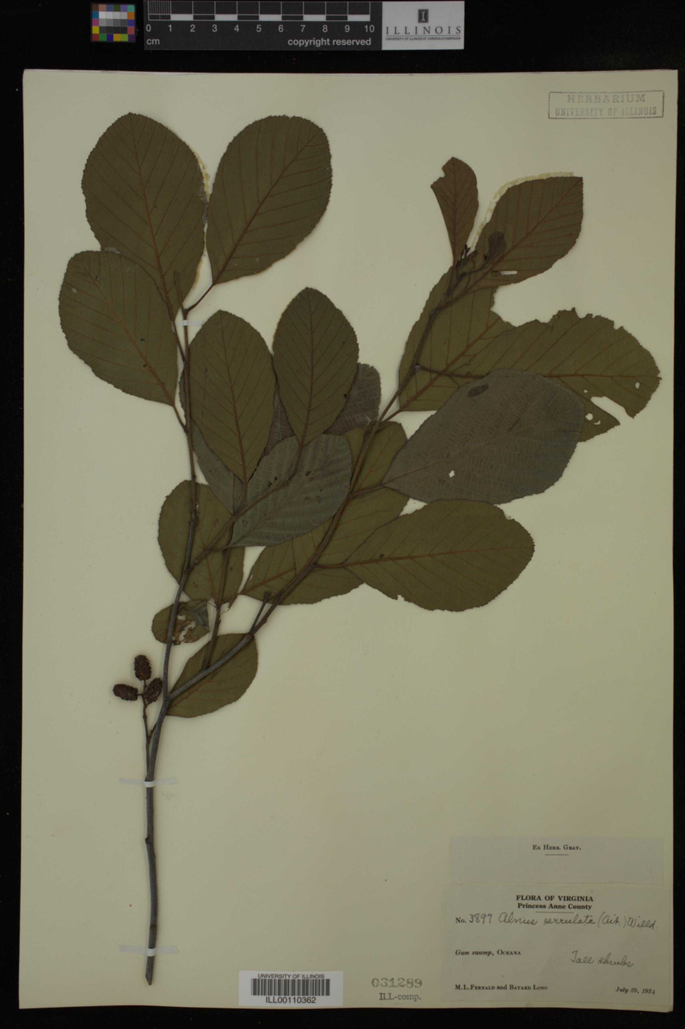 Alnus serrulata image