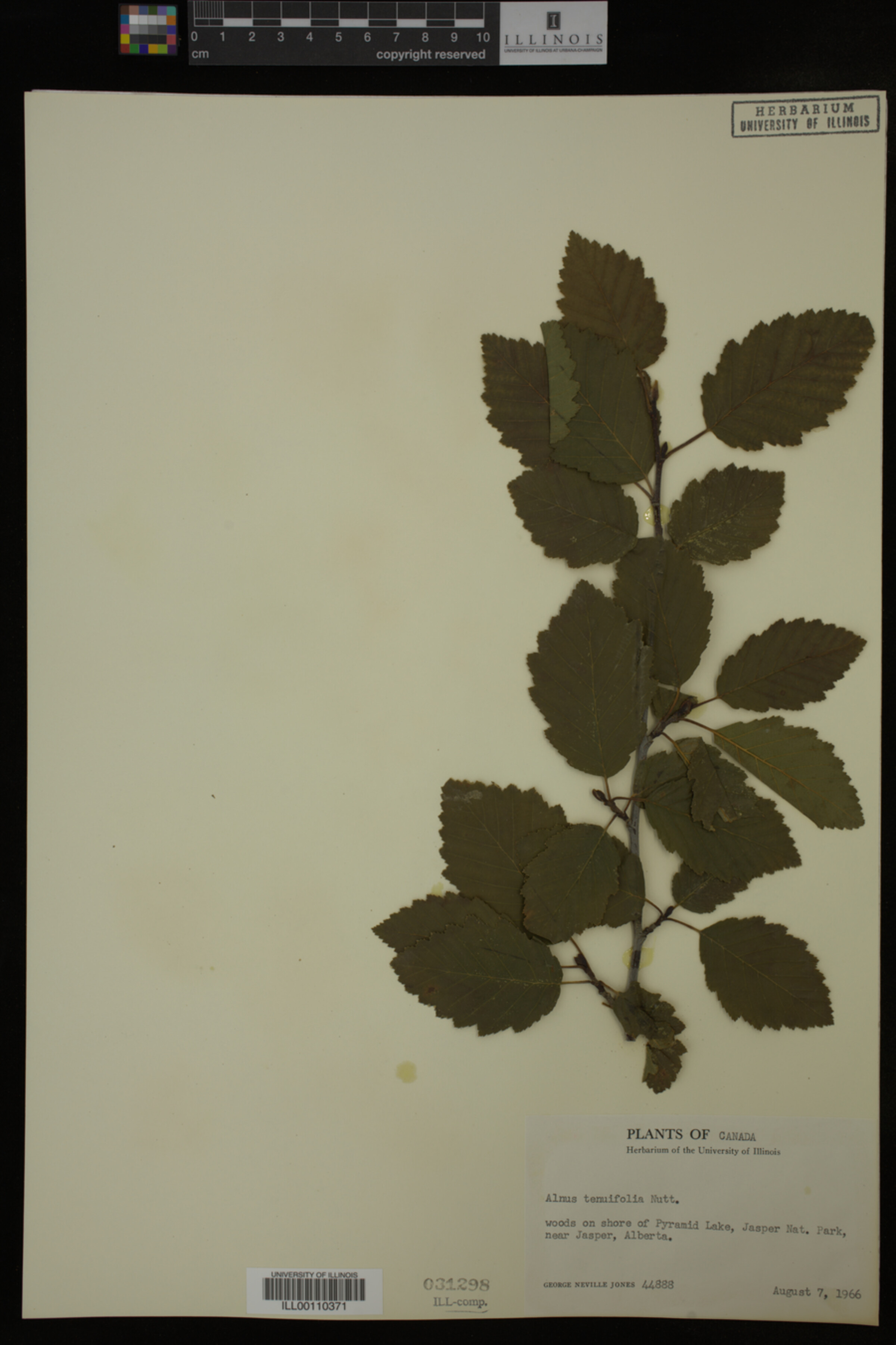 Alnus tenuifolia image