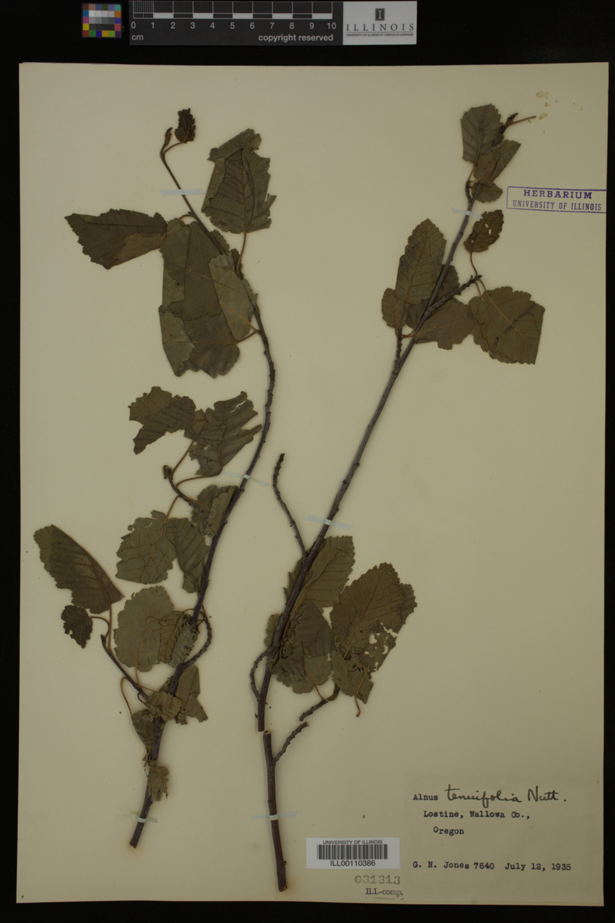 Alnus tenuifolia image