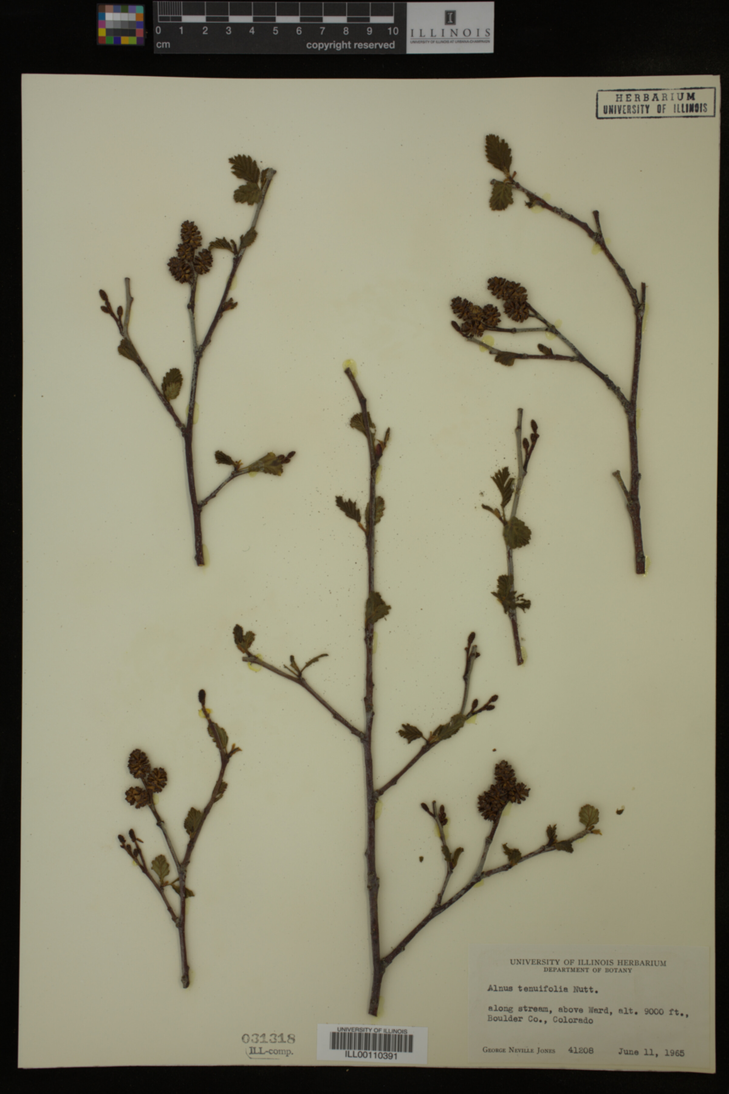 Alnus tenuifolia image