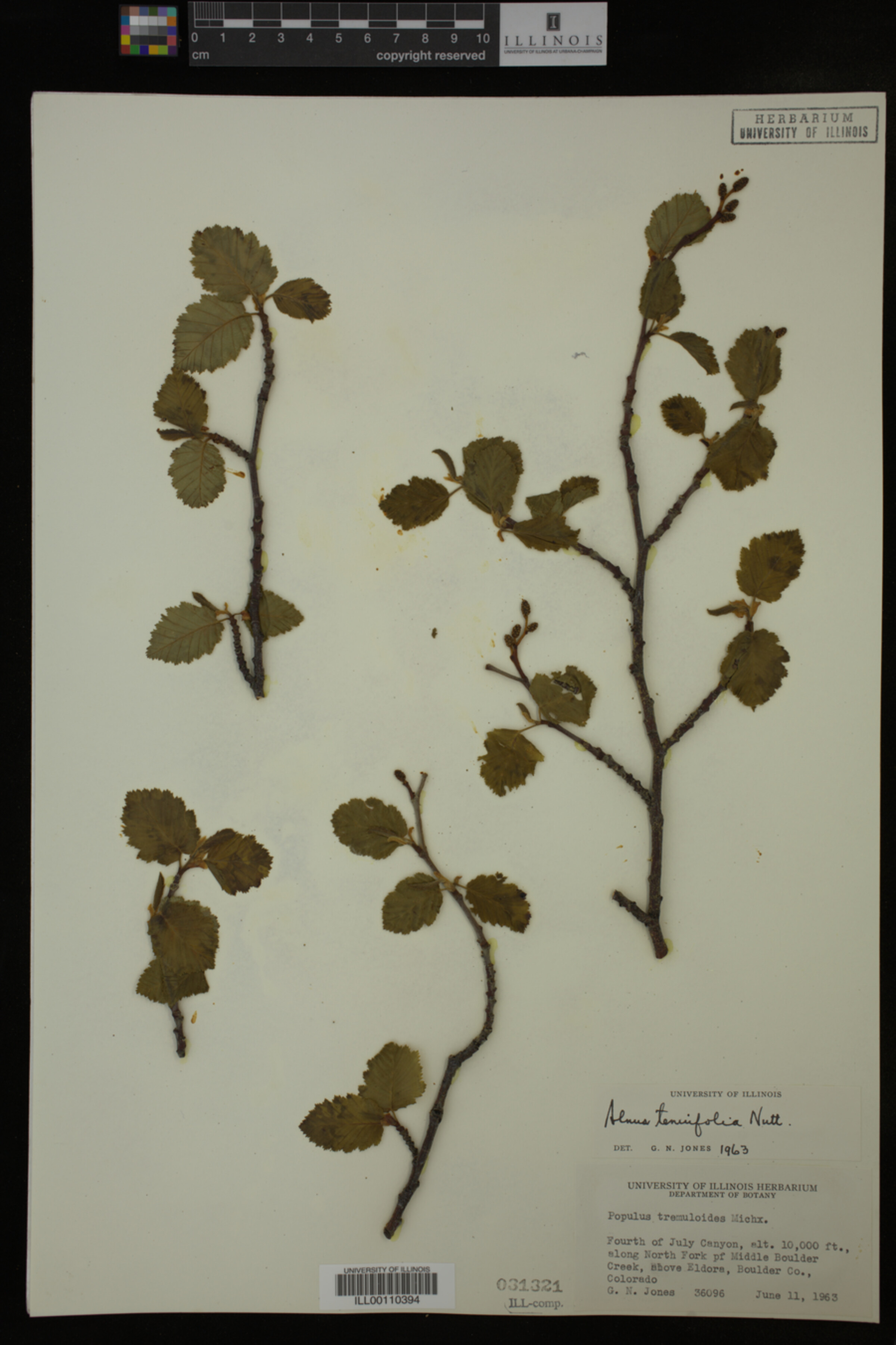 Alnus tenuifolia image