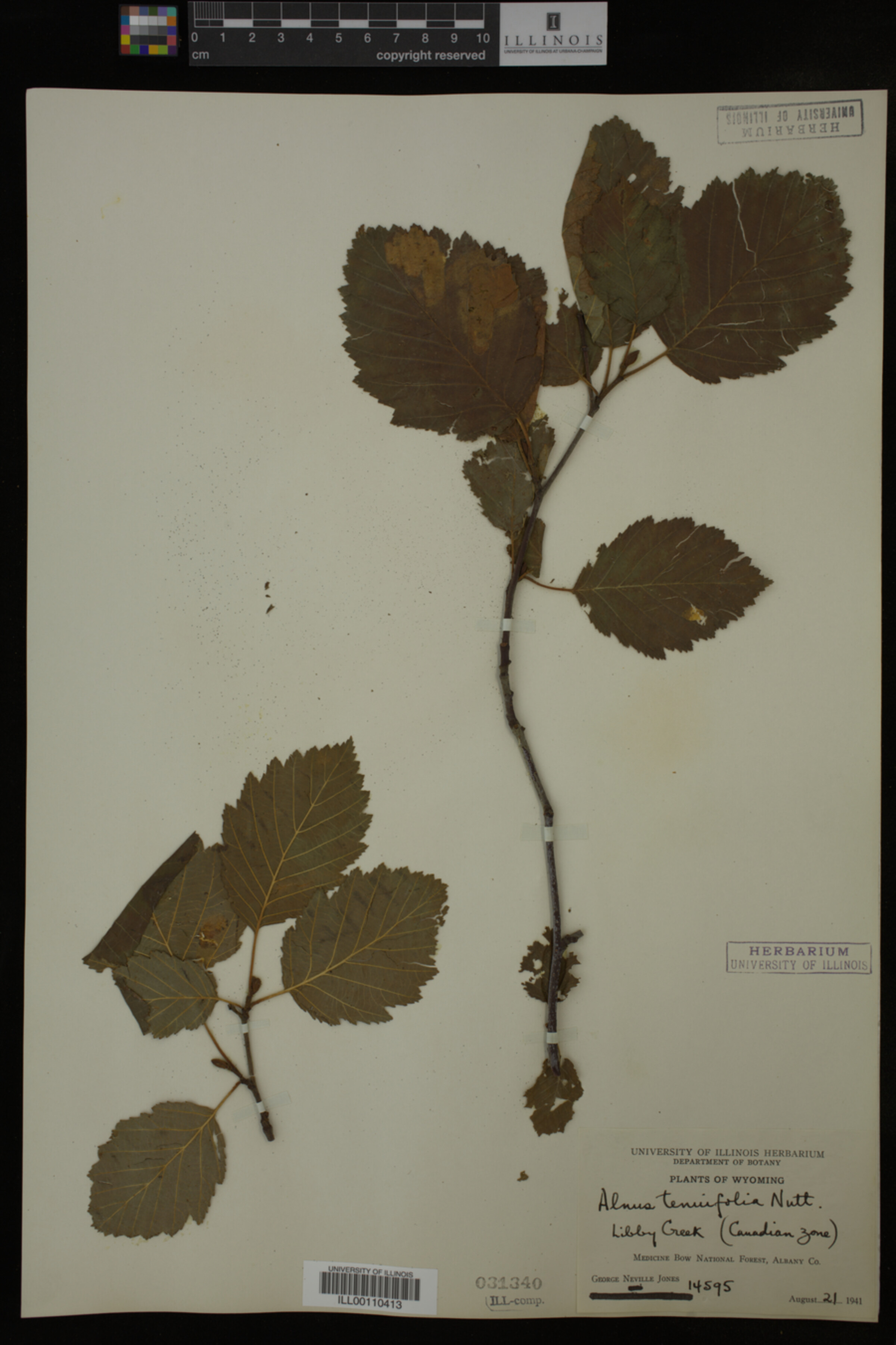Alnus tenuifolia image