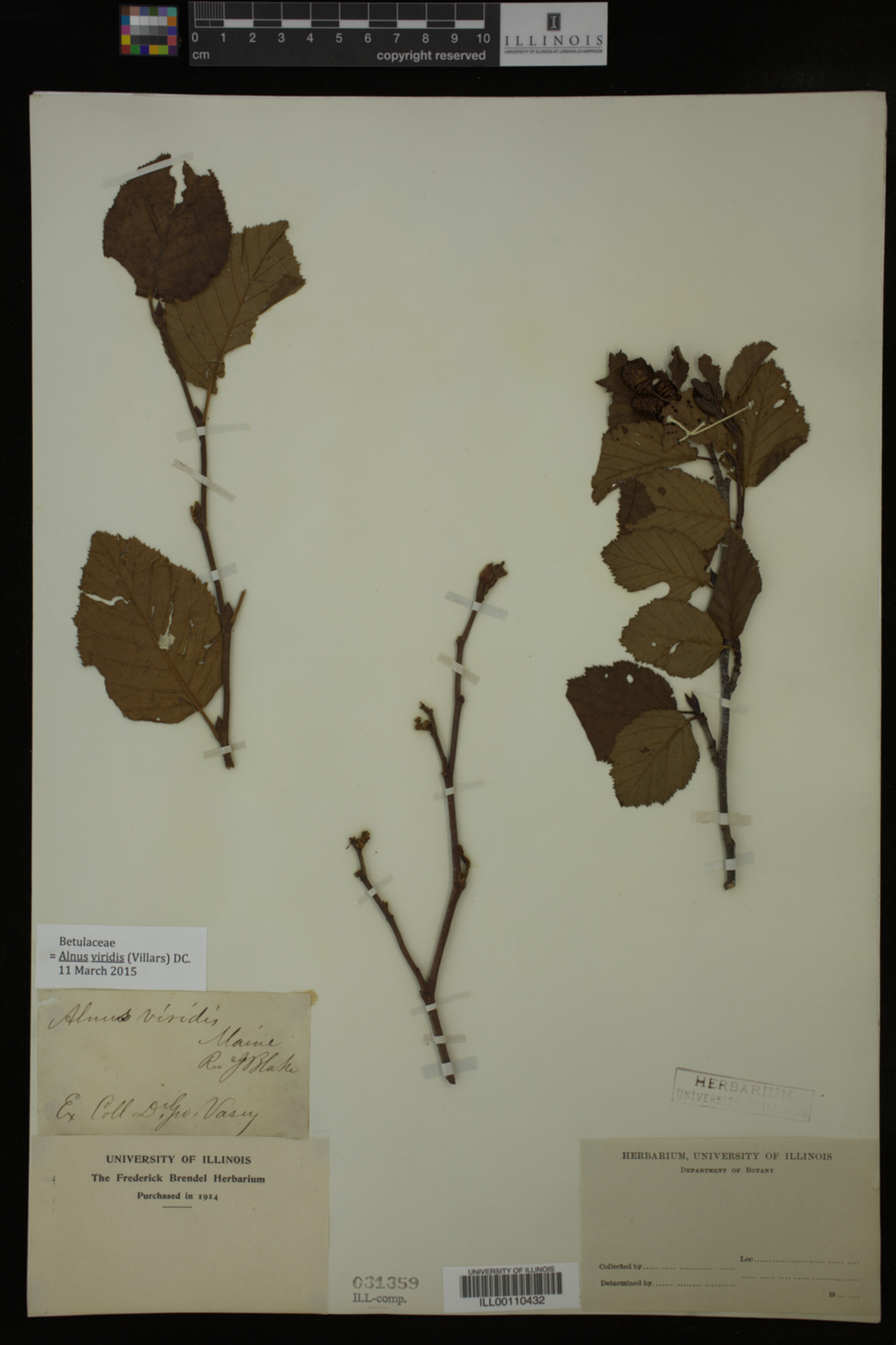 Alnus viridis image