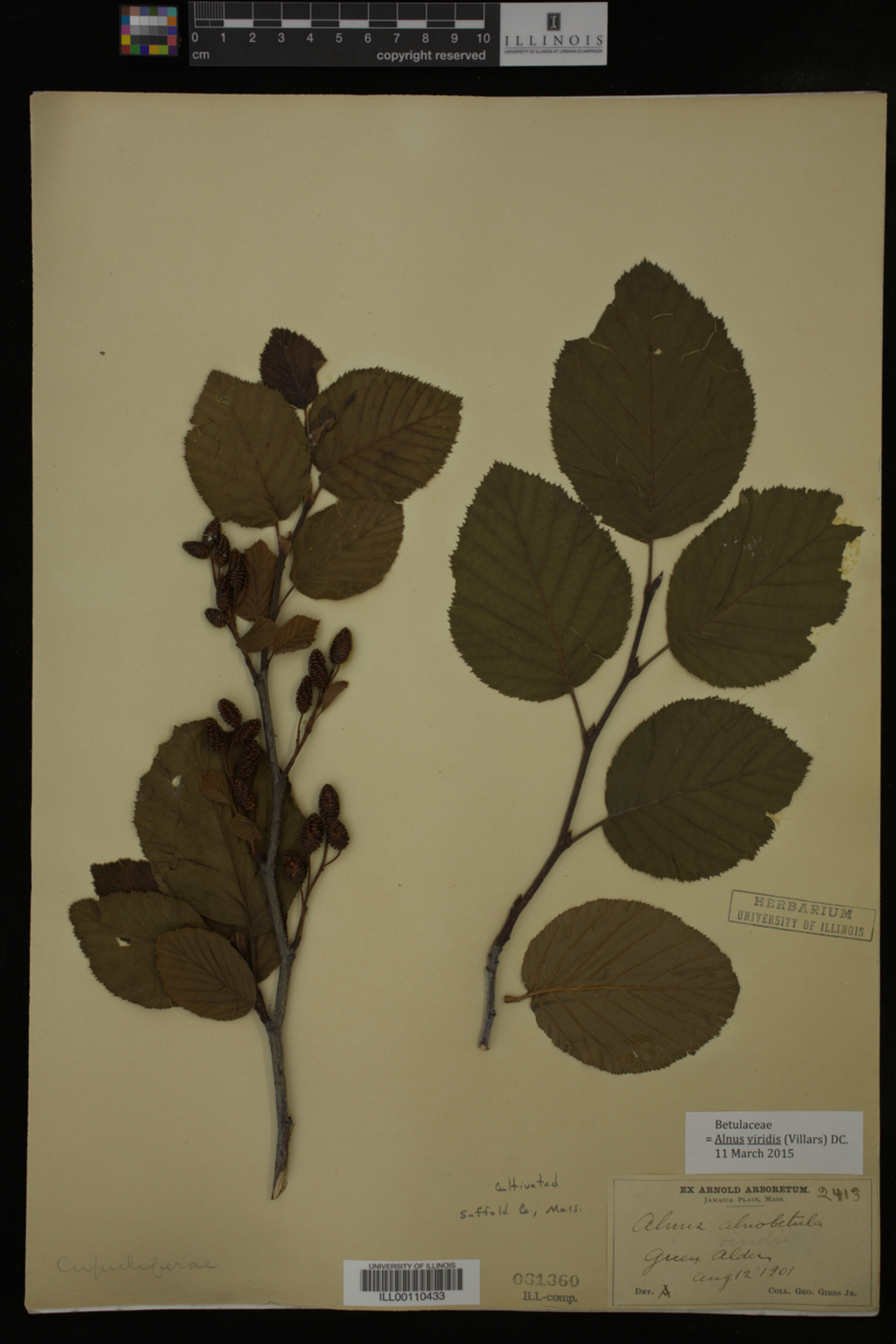 Alnus viridis image