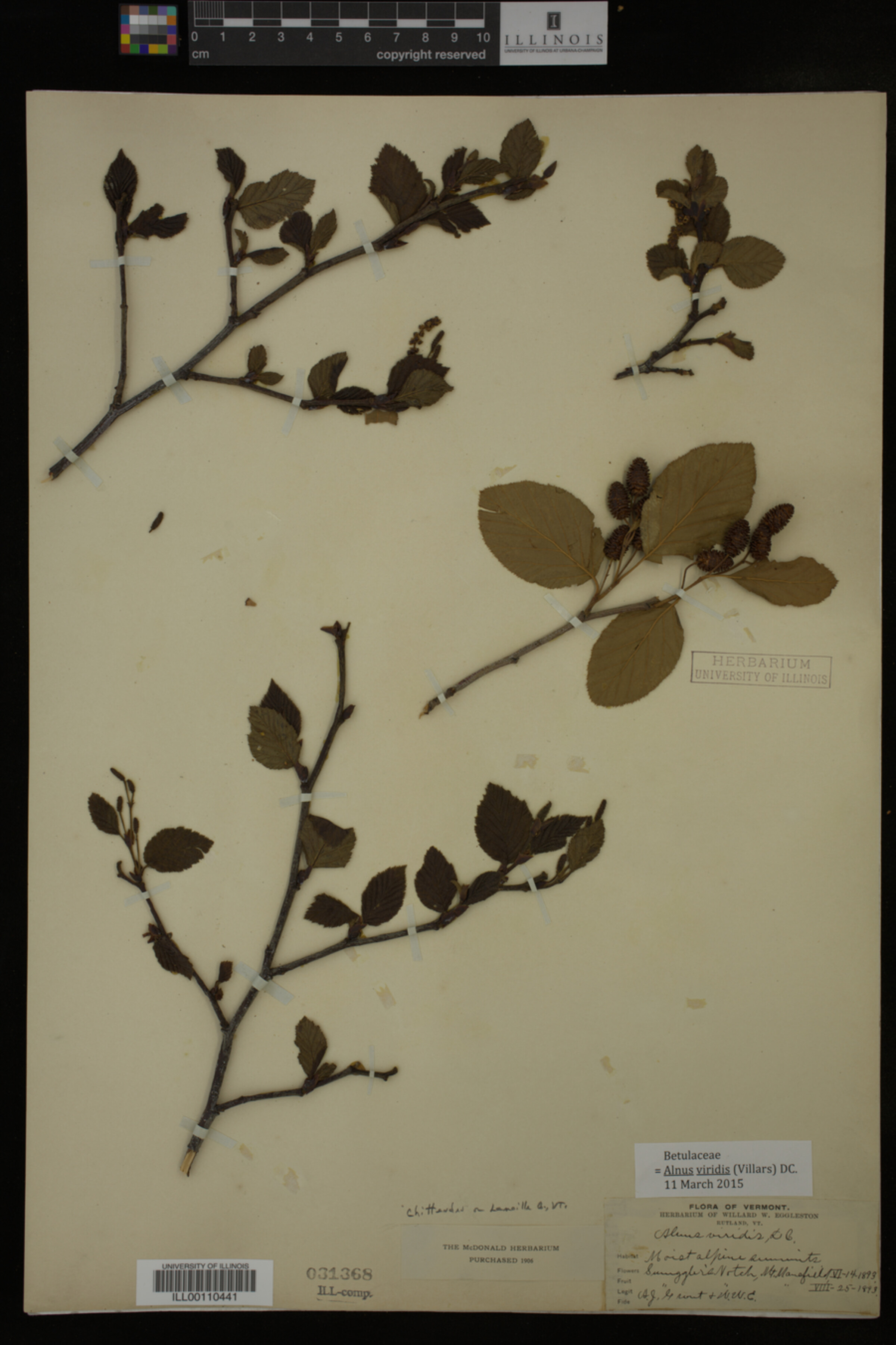 Alnus viridis image