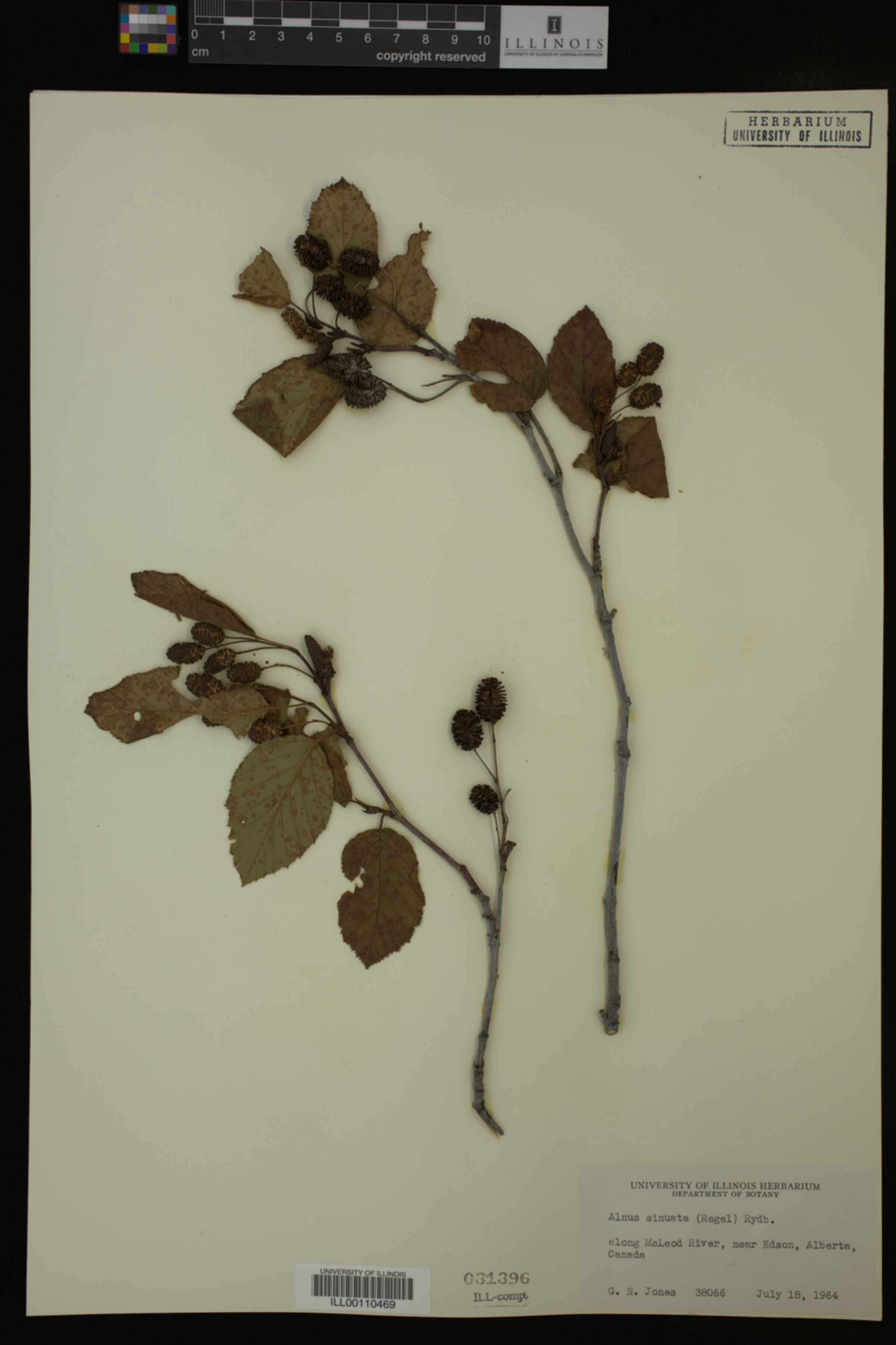 Alnus sinuata image