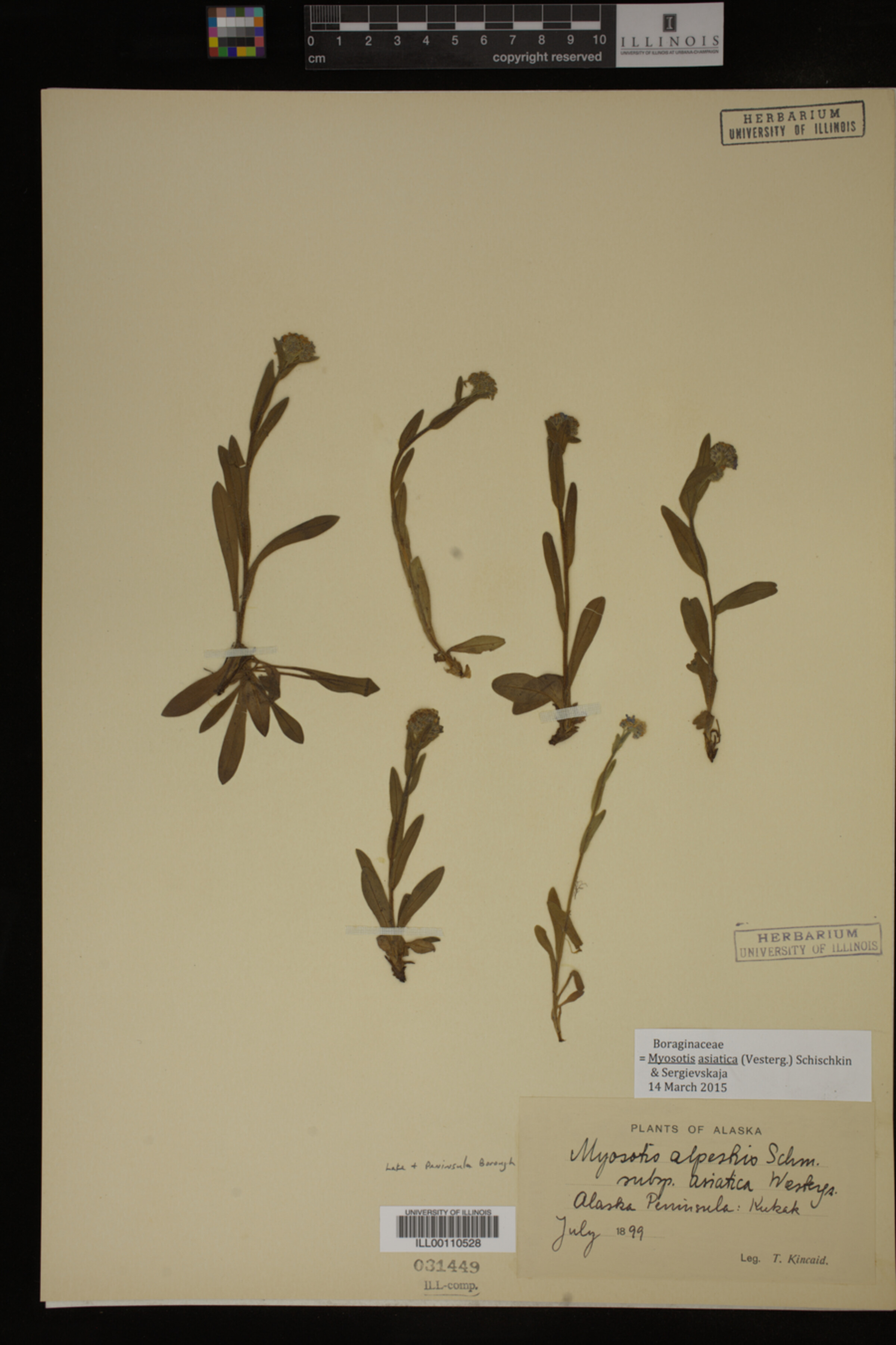 Myosotis asiatica image