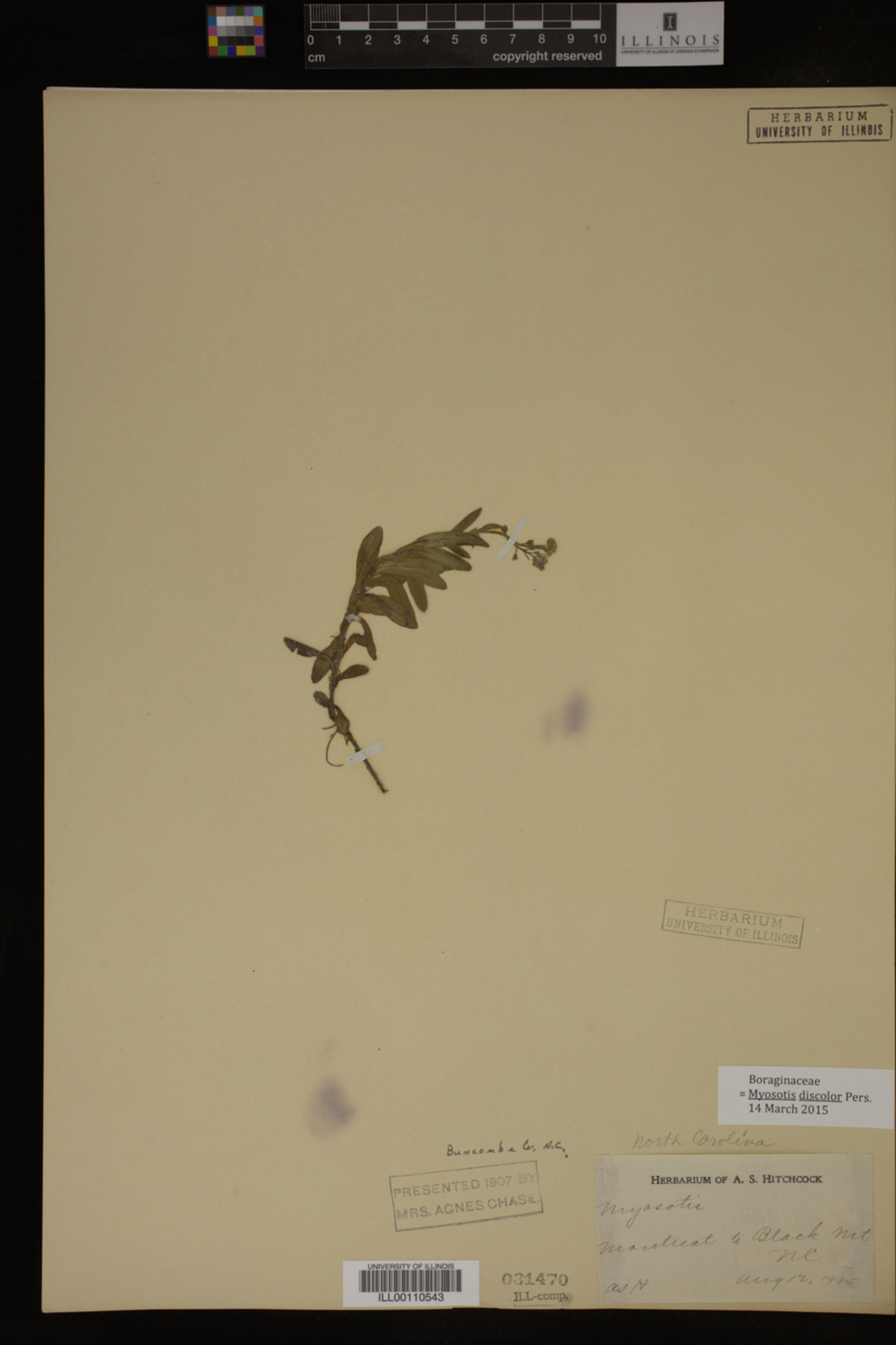 Myosotis discolor image