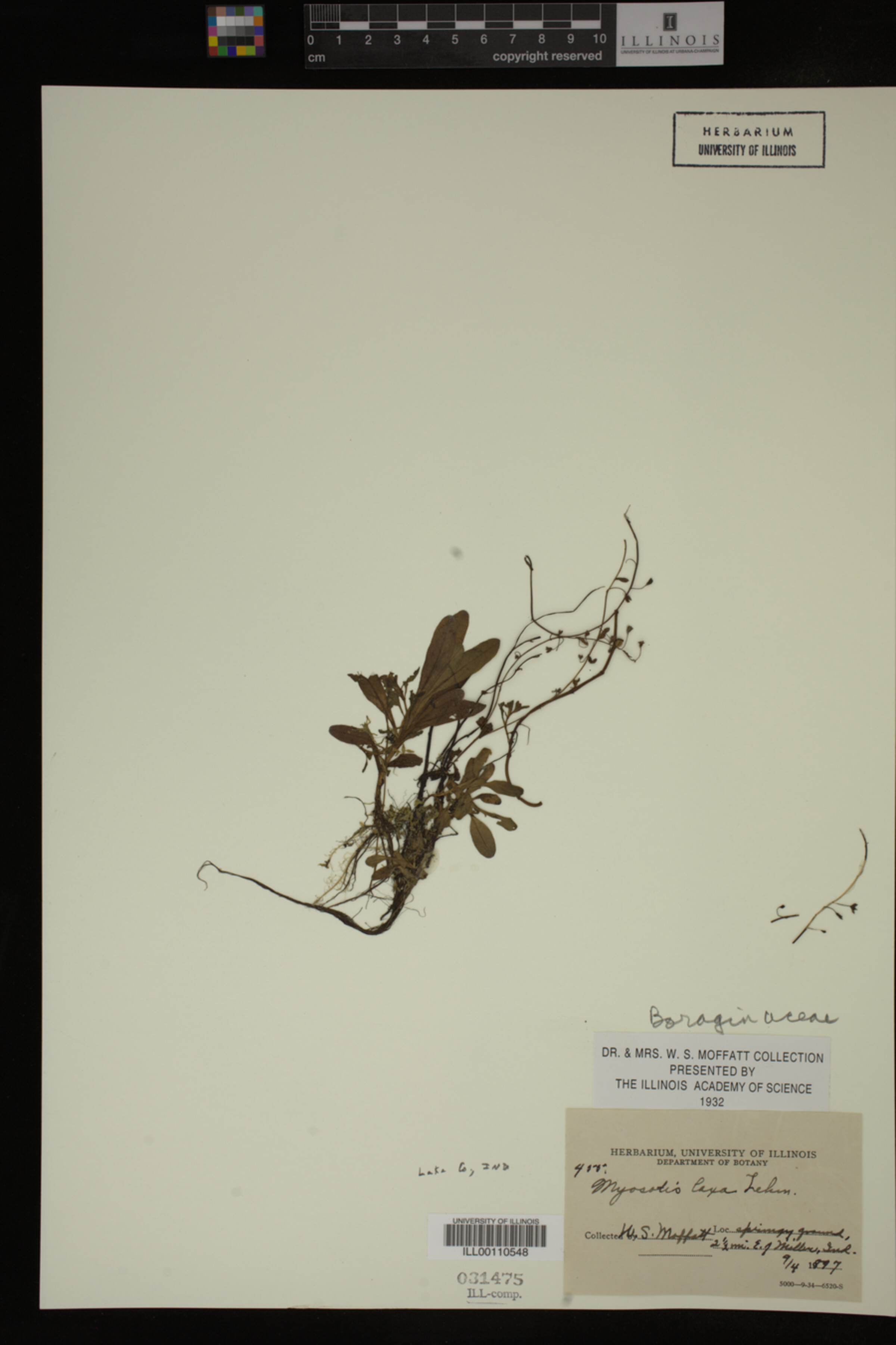 Myosotis laxa image