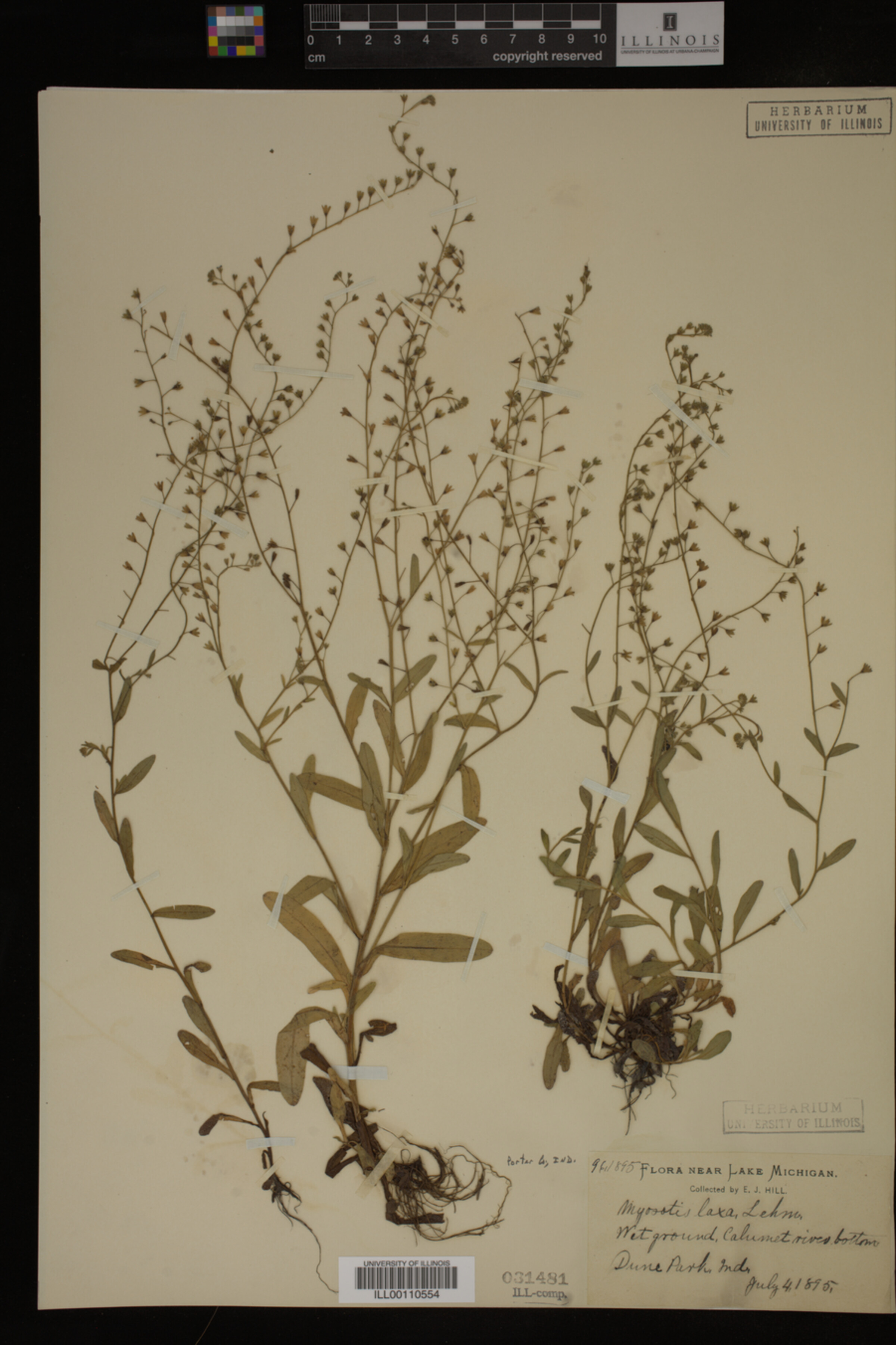 Myosotis laxa image