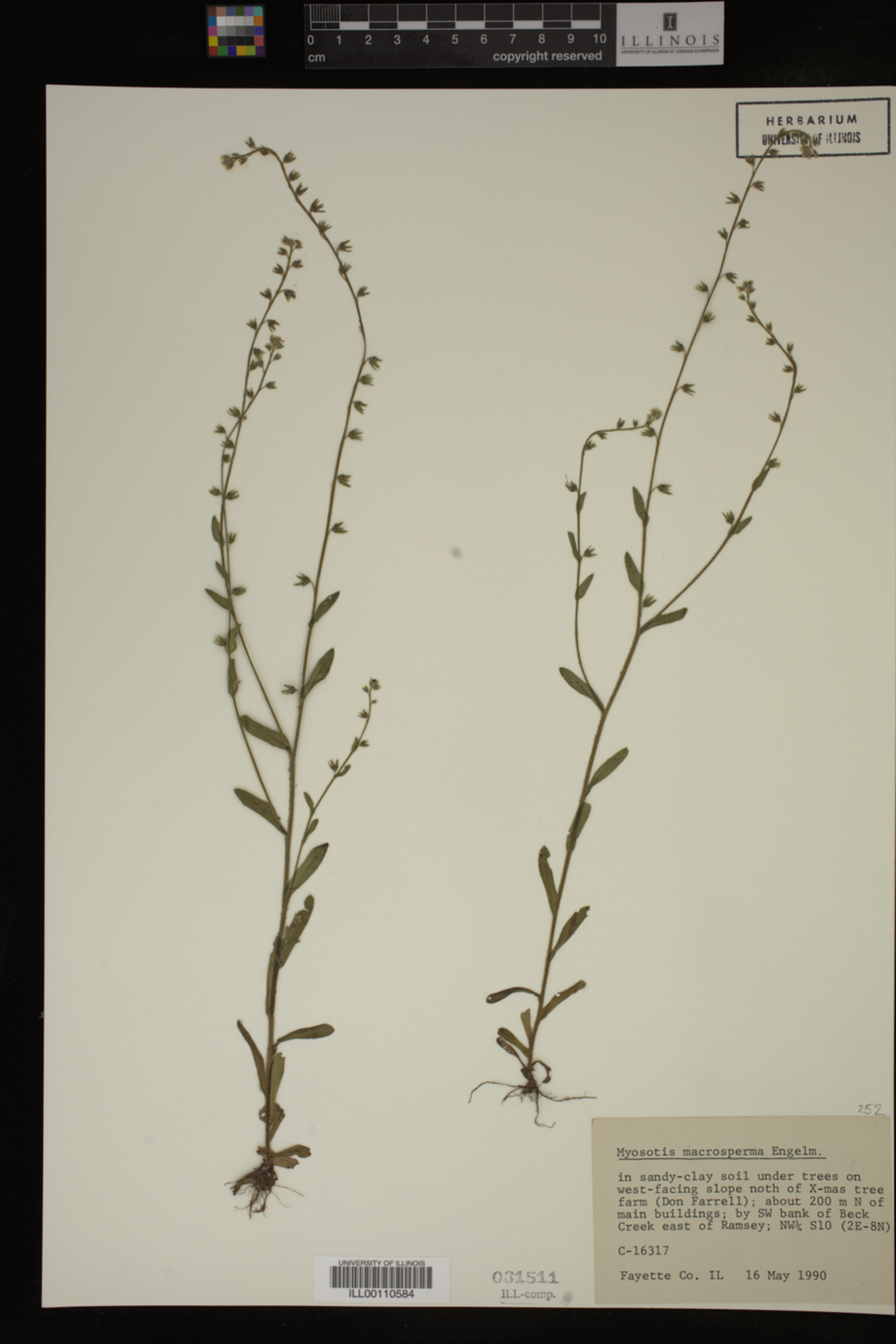 Myosotis macrosperma image