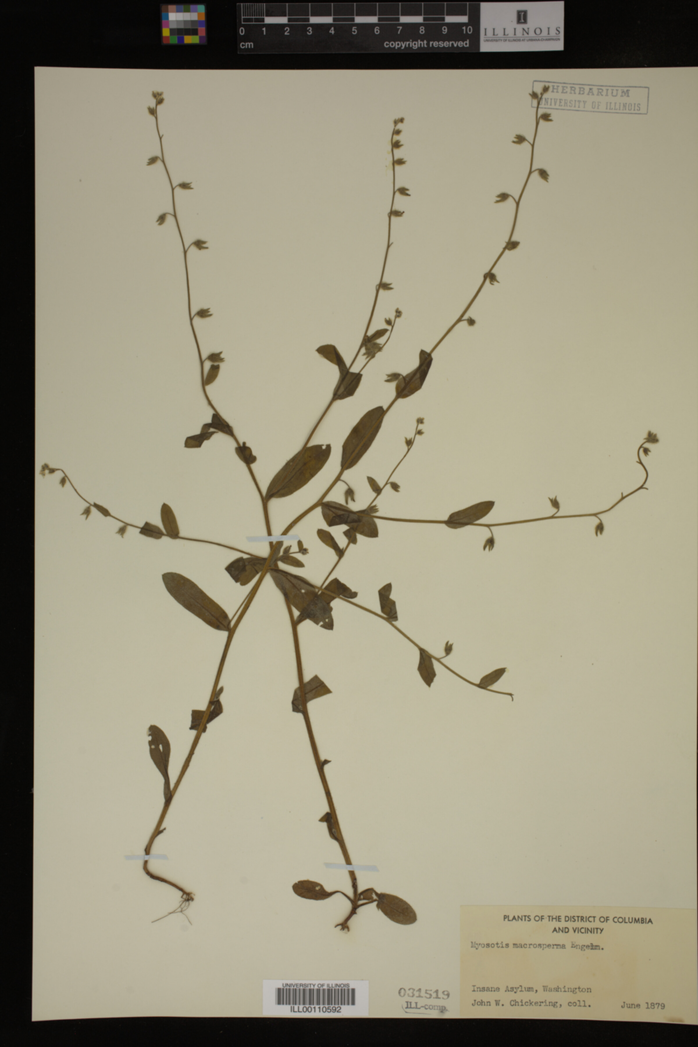 Myosotis macrosperma image