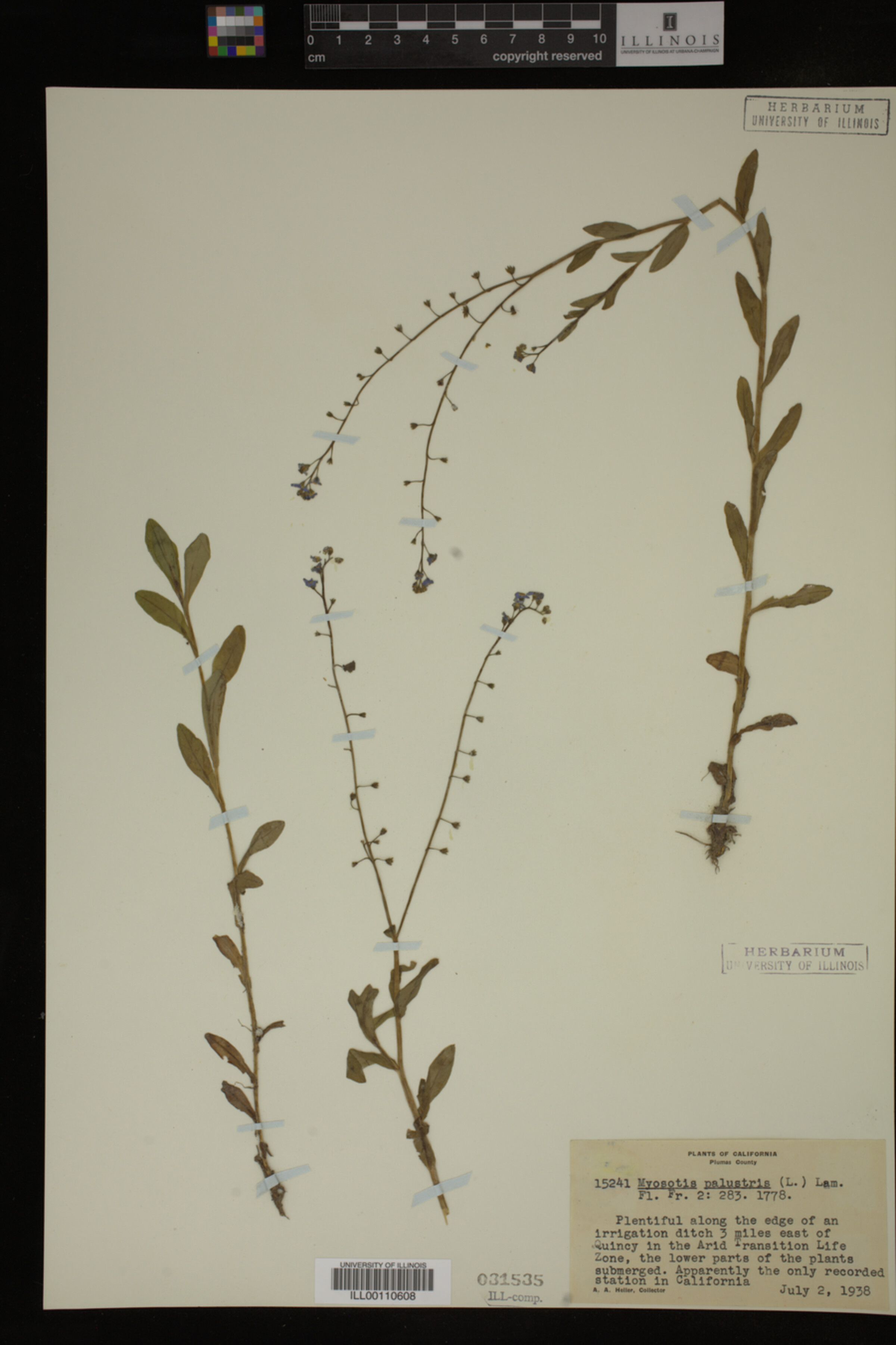 Myosotis palustris image