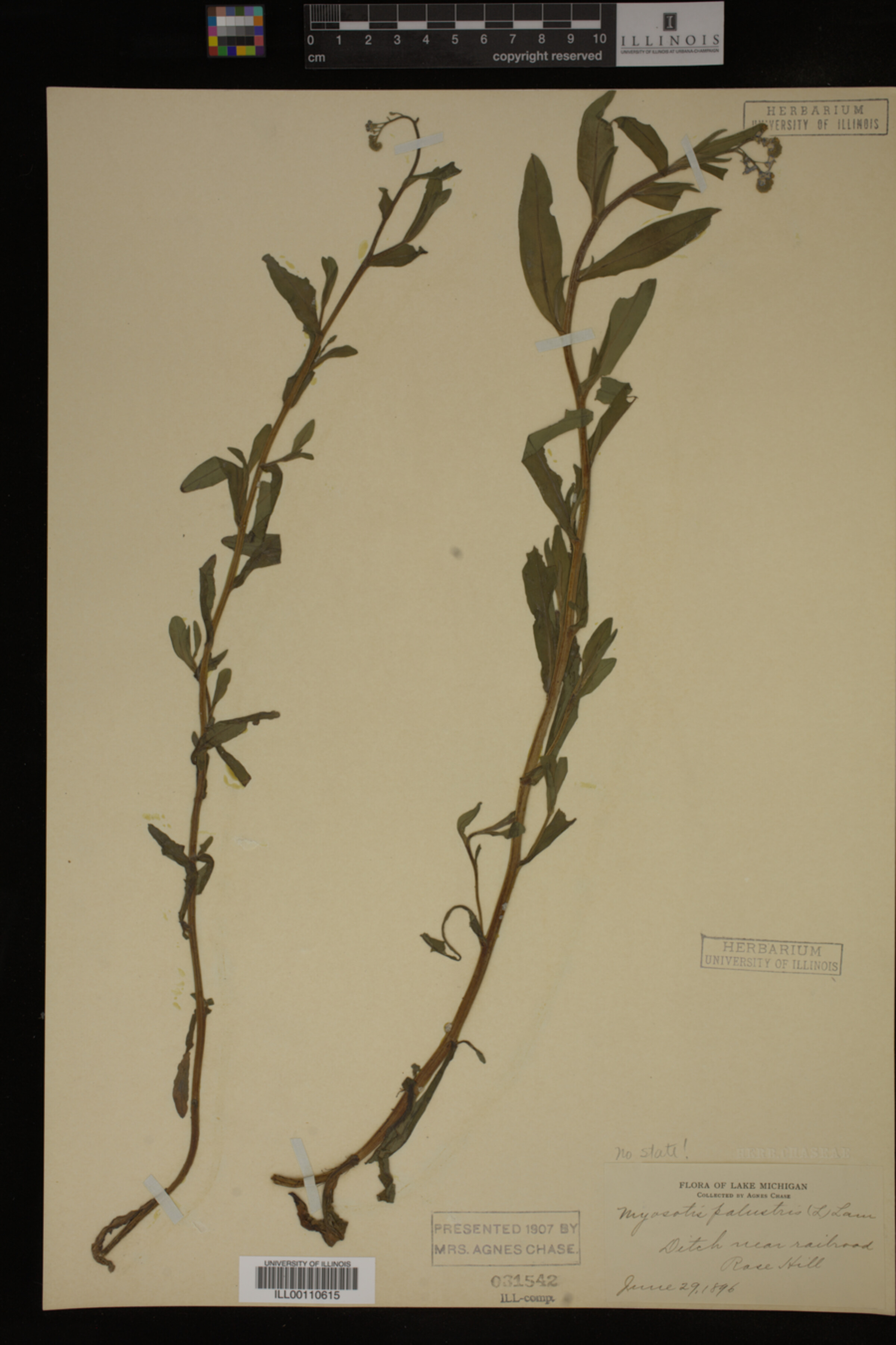 Myosotis palustris image