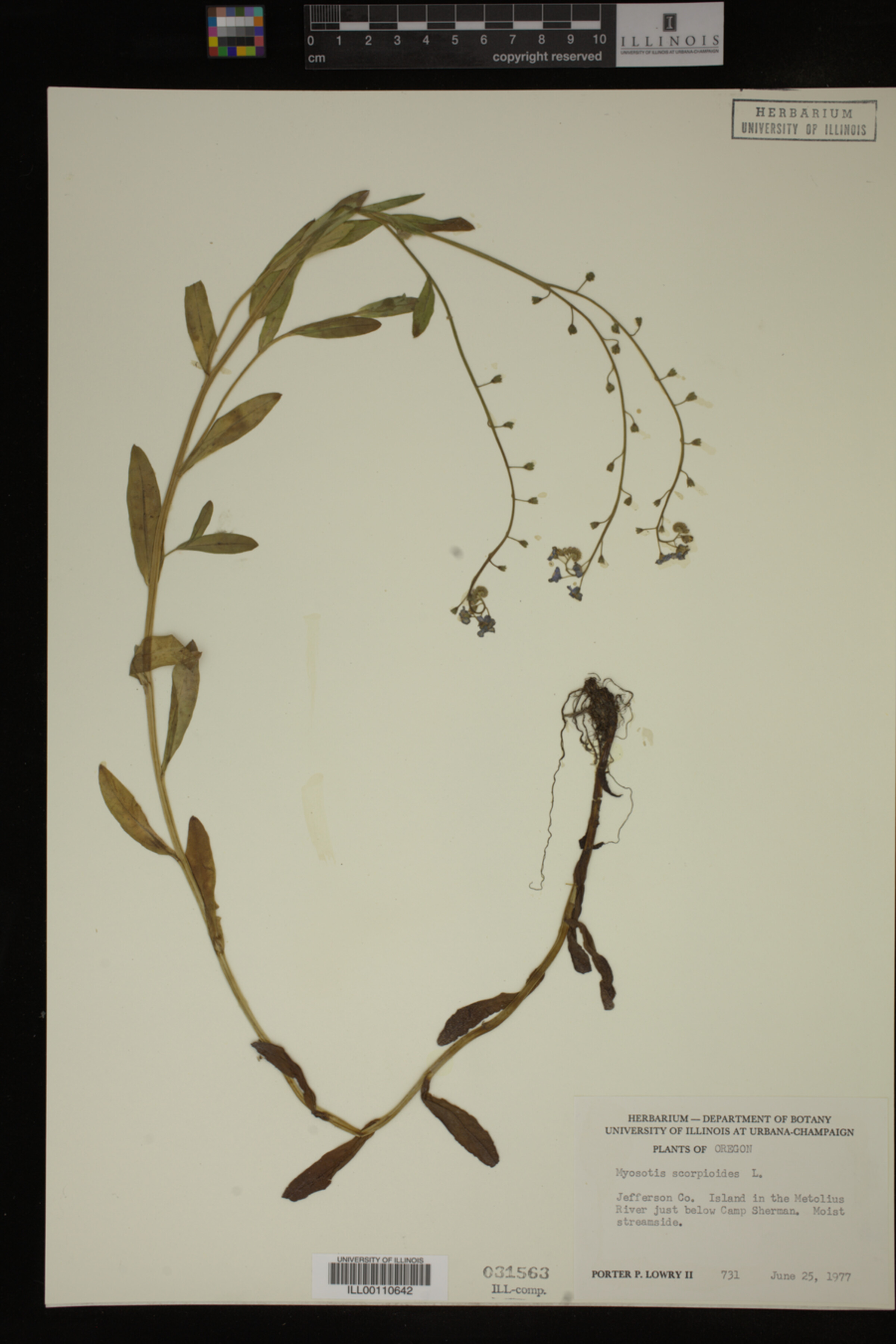Myosotis scorpioides image