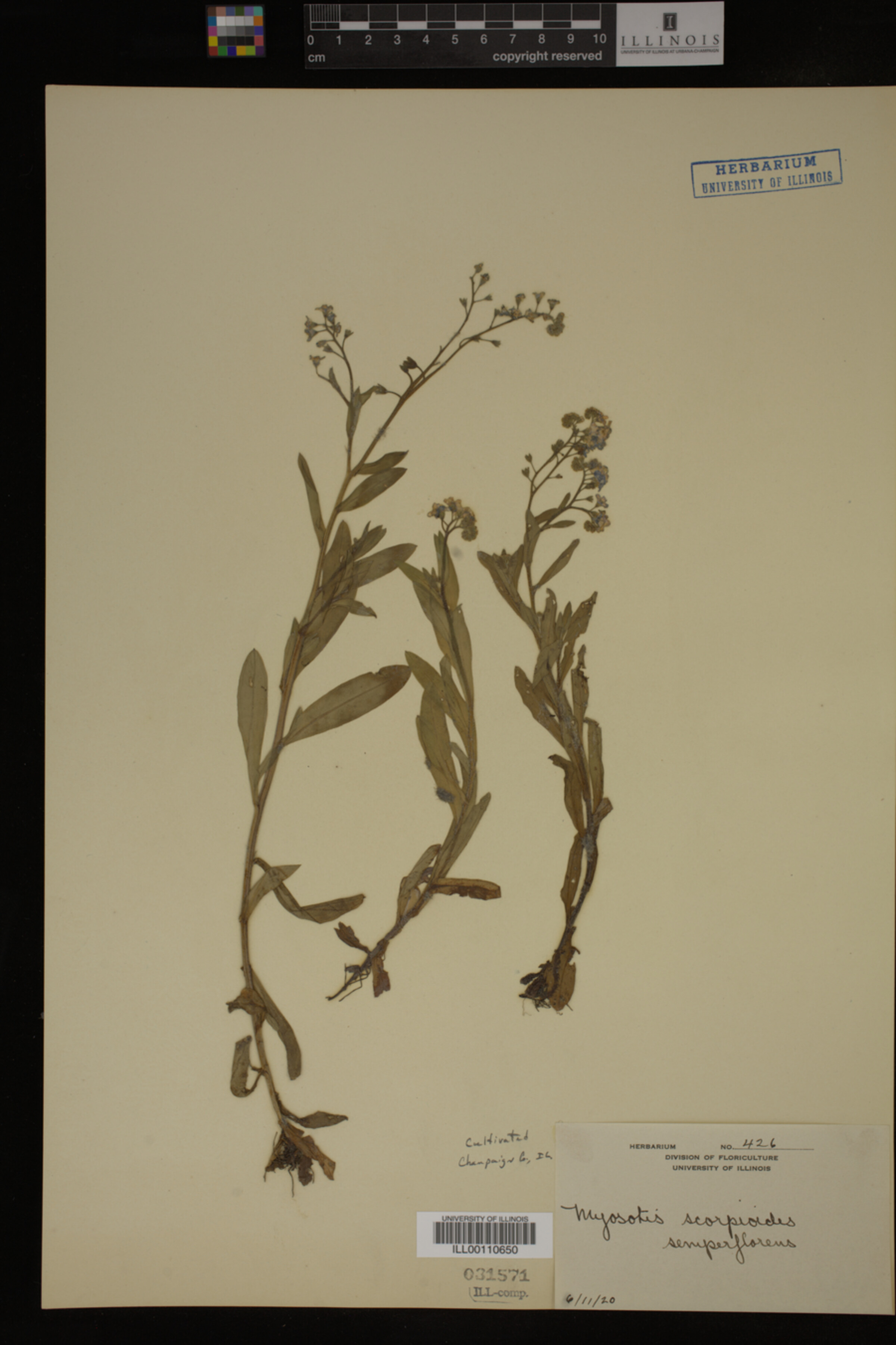 Myosotis scorpioides image