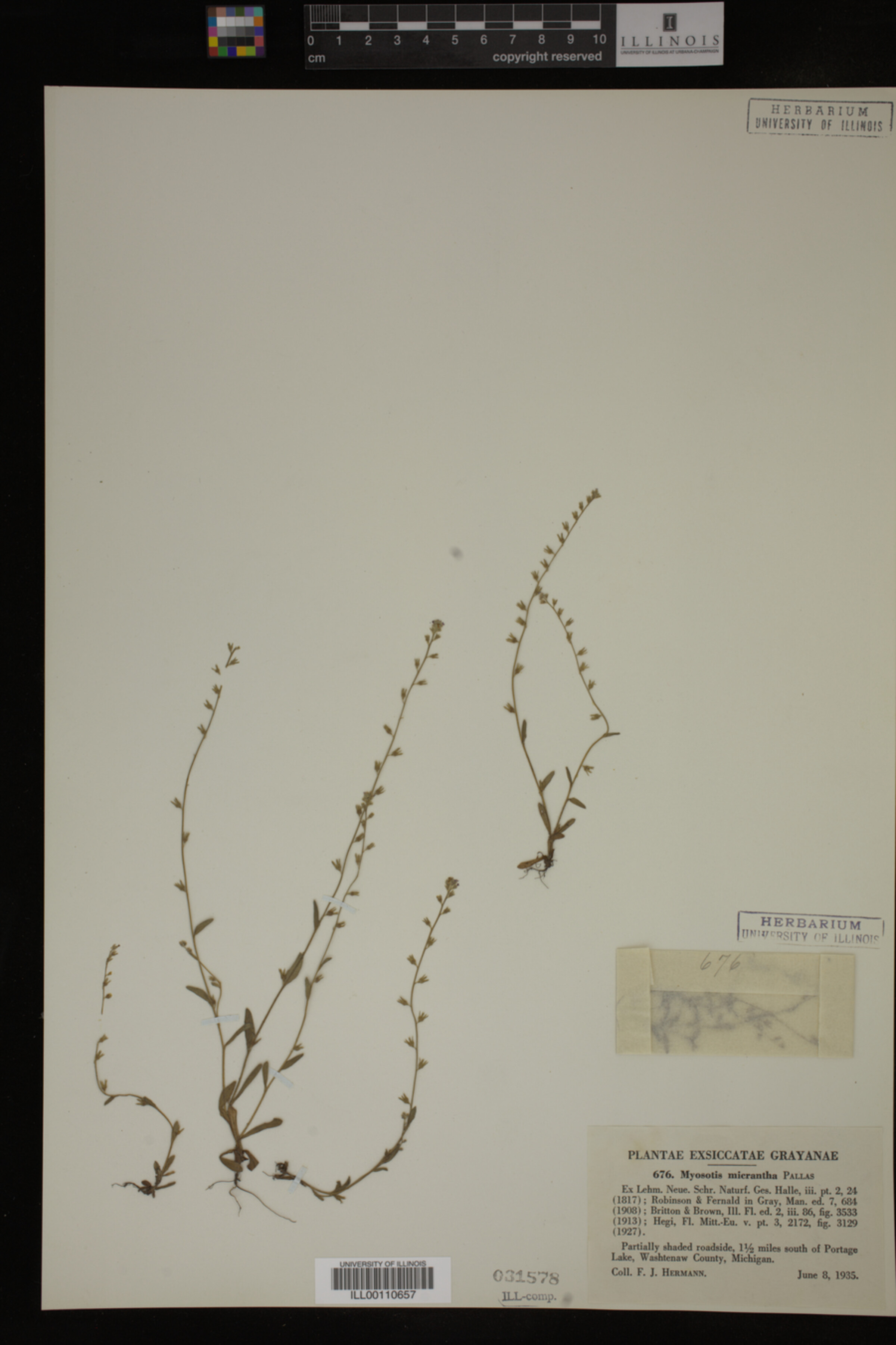 Myosotis micrantha image