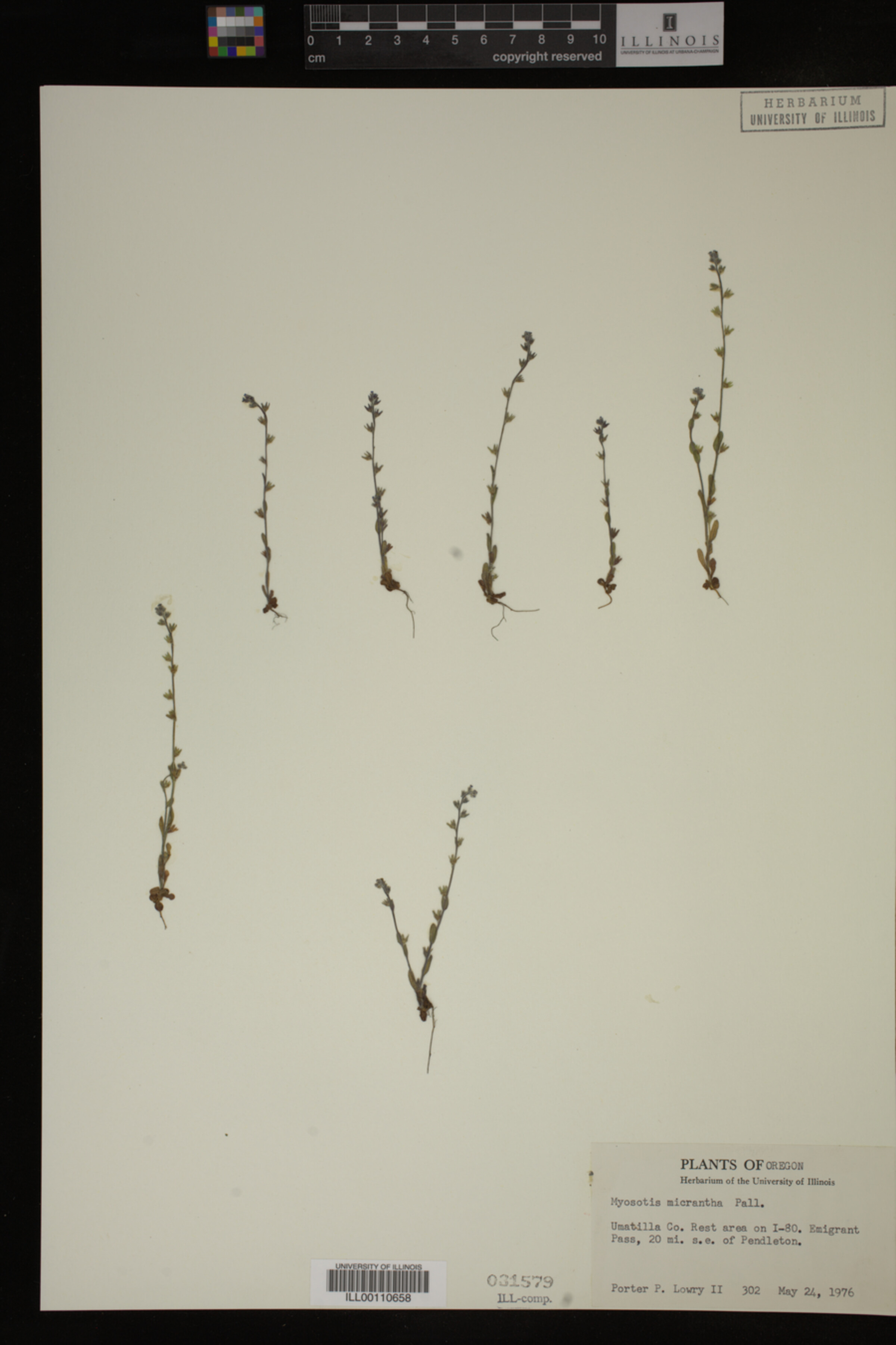Myosotis micrantha image