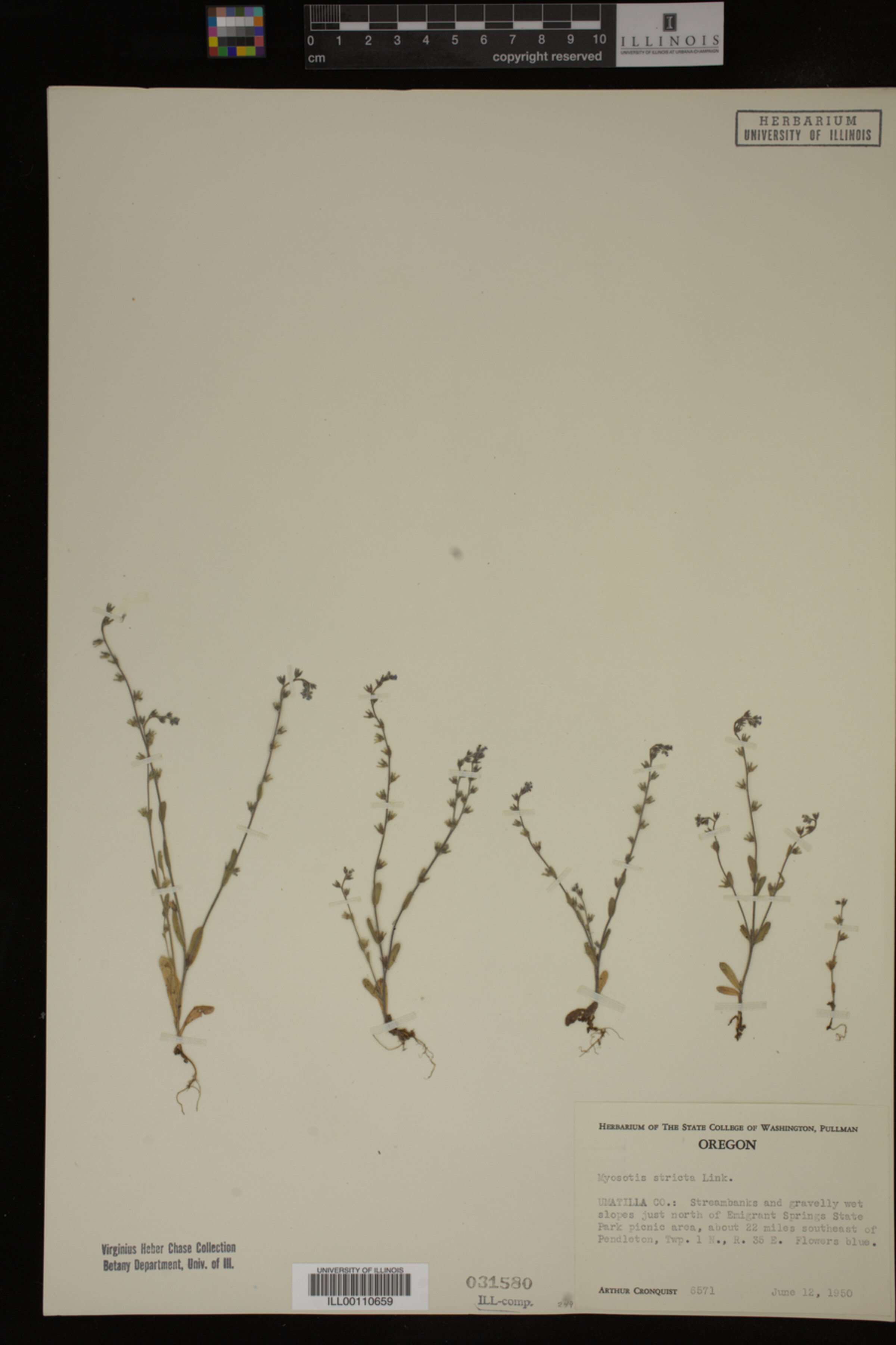 Myosotis stricta image