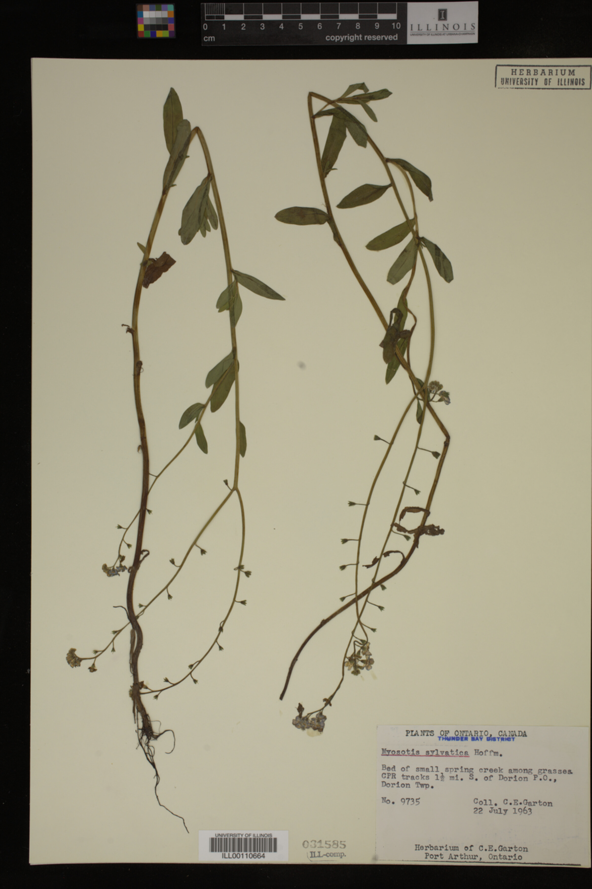 Myosotis sylvatica image