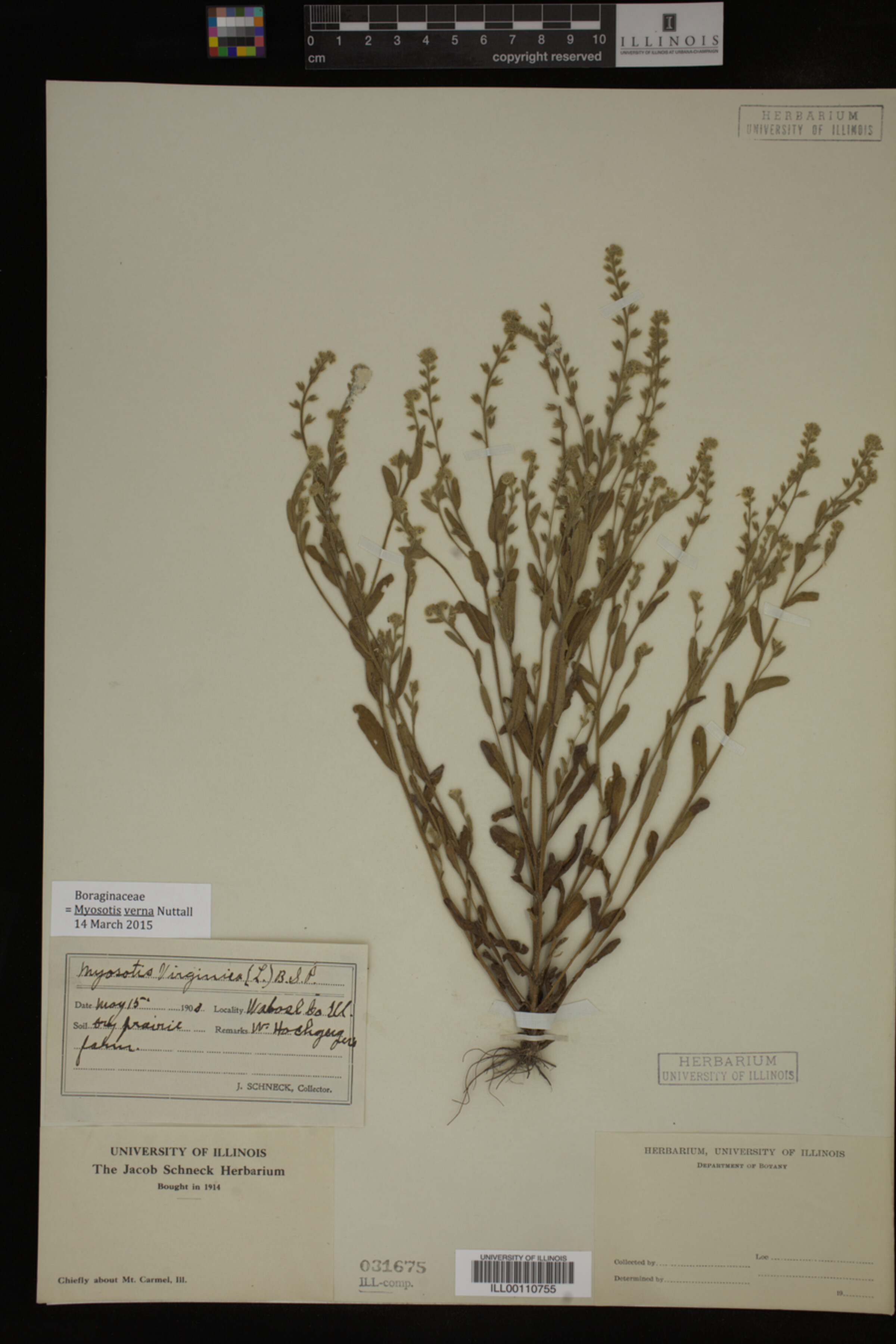 Myosotis image