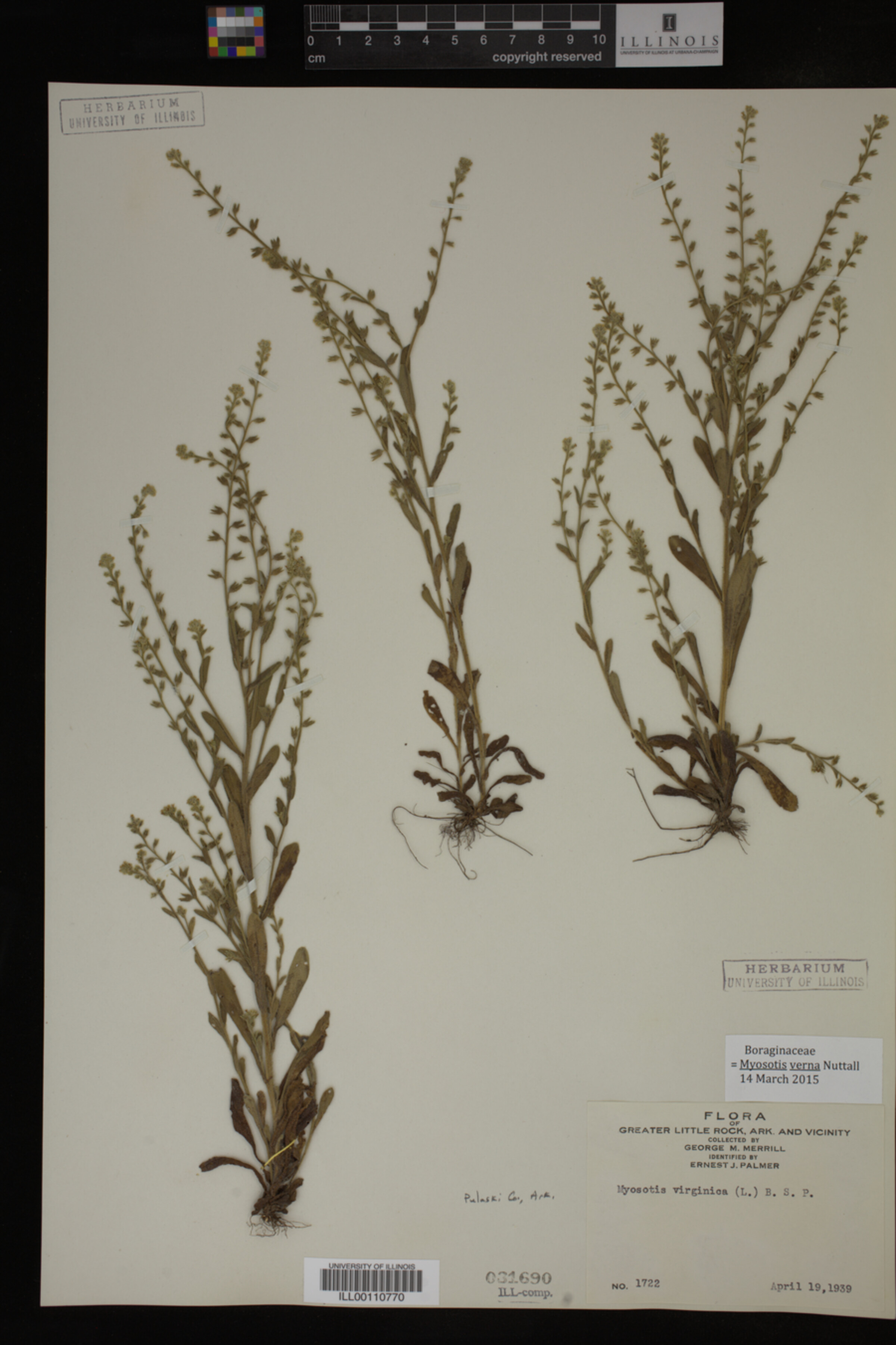 Myosotis verna image