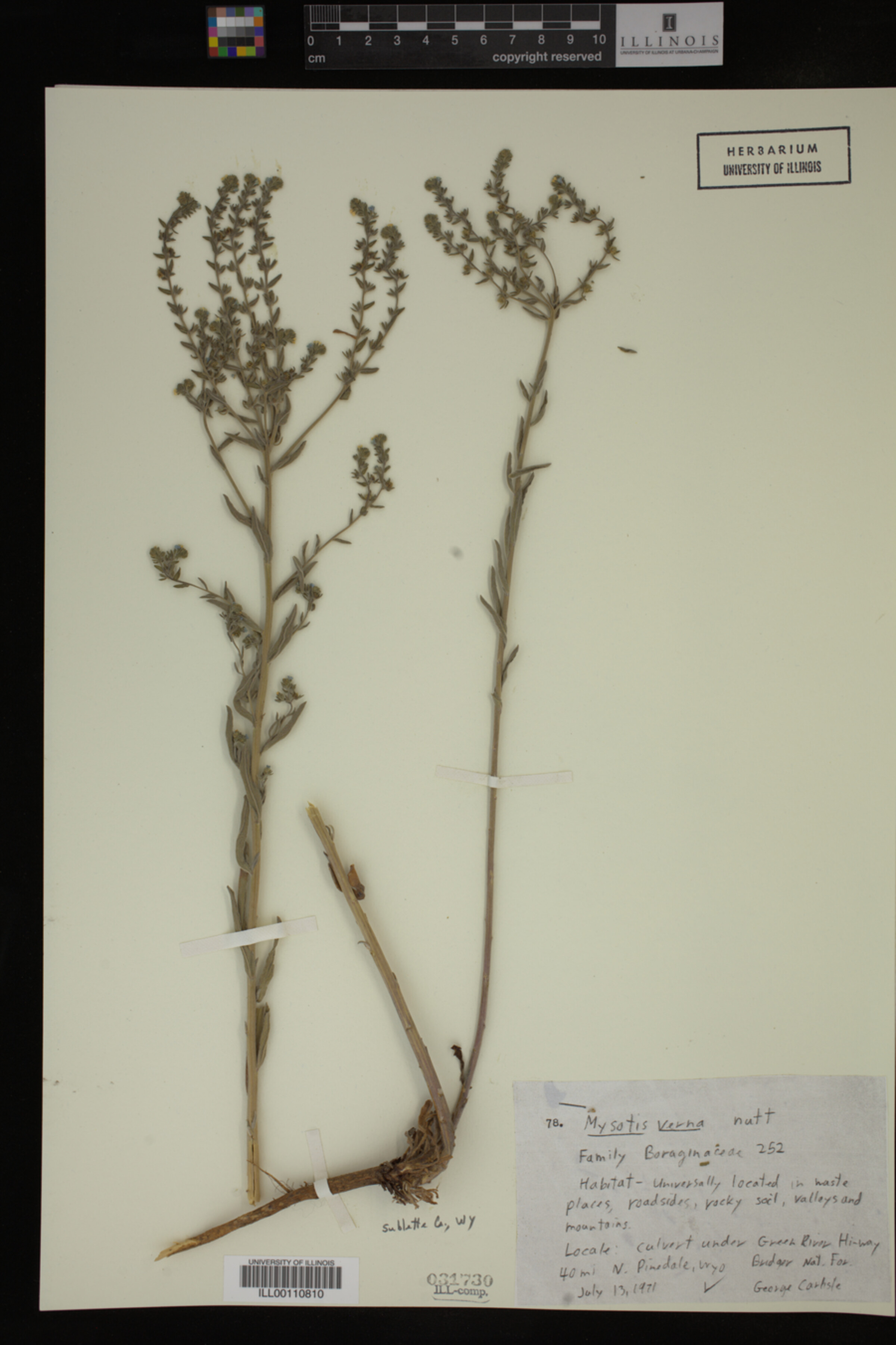 Myosotis image