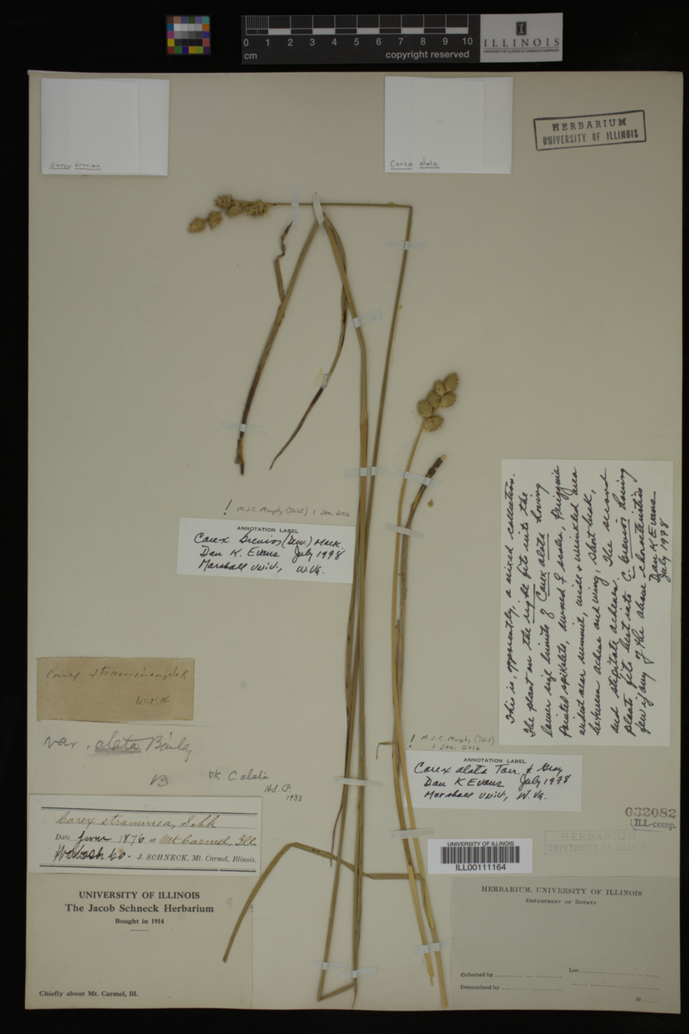 Carex alata image
