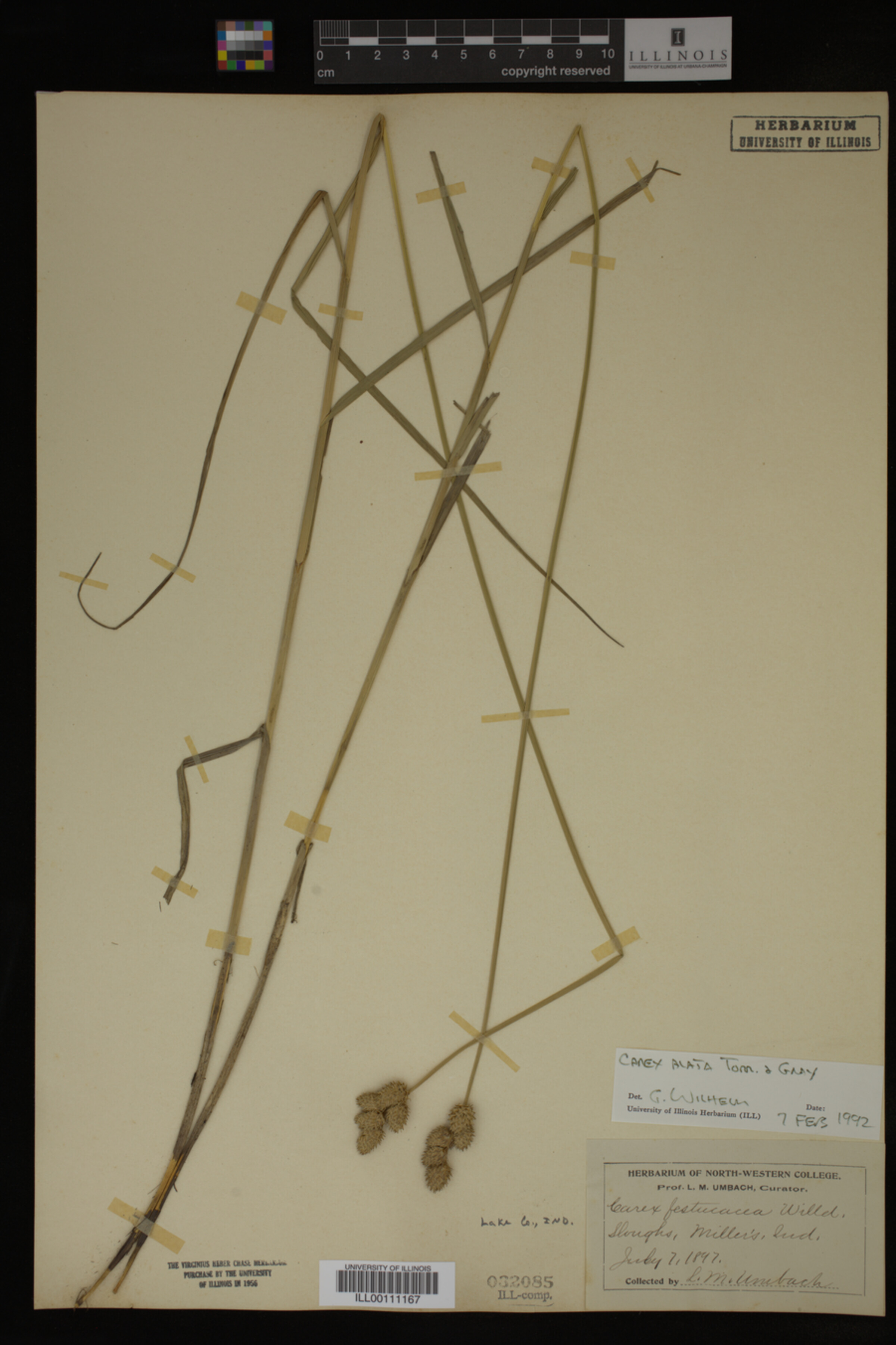 Carex alata image