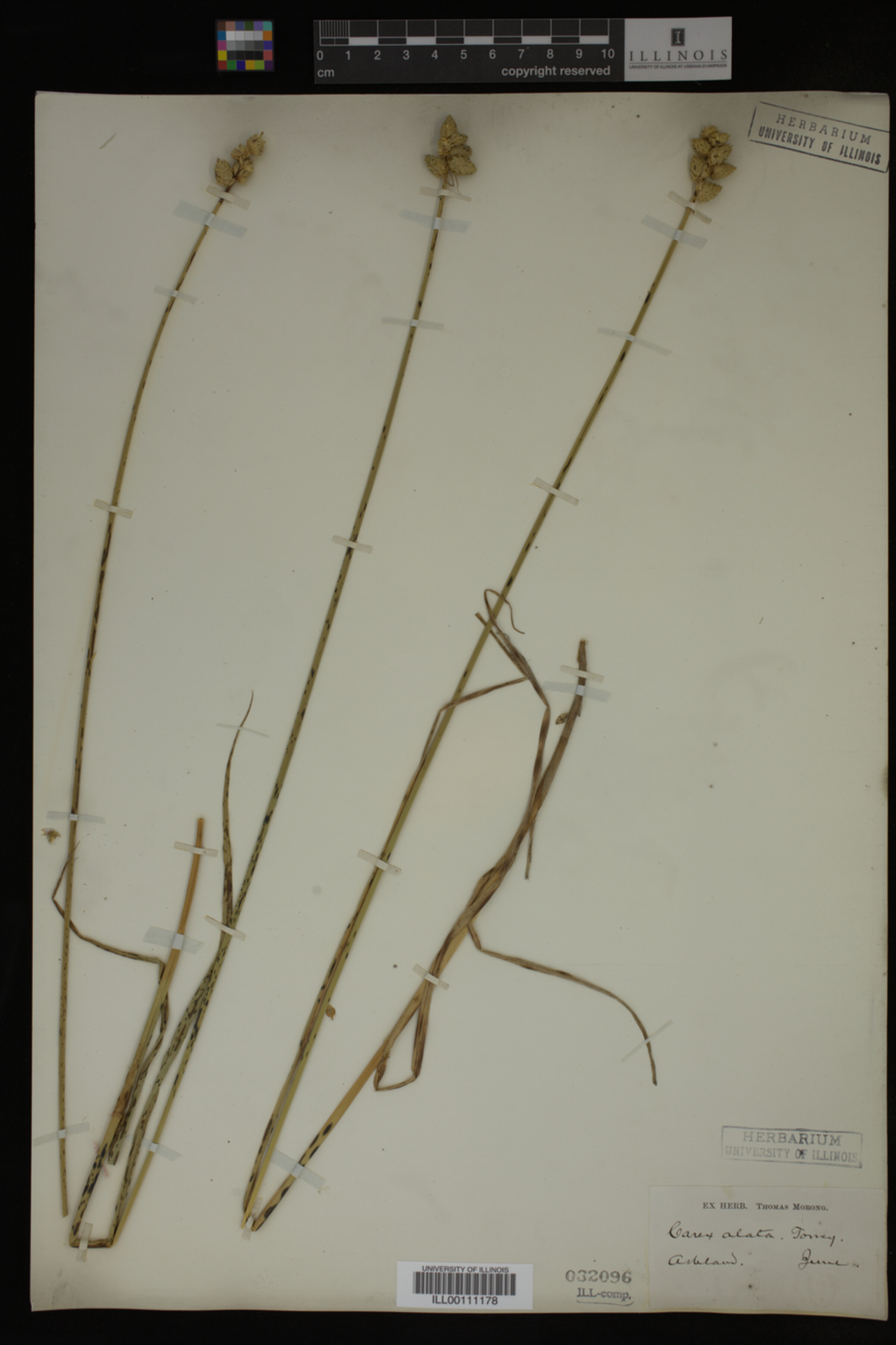 Carex alata image