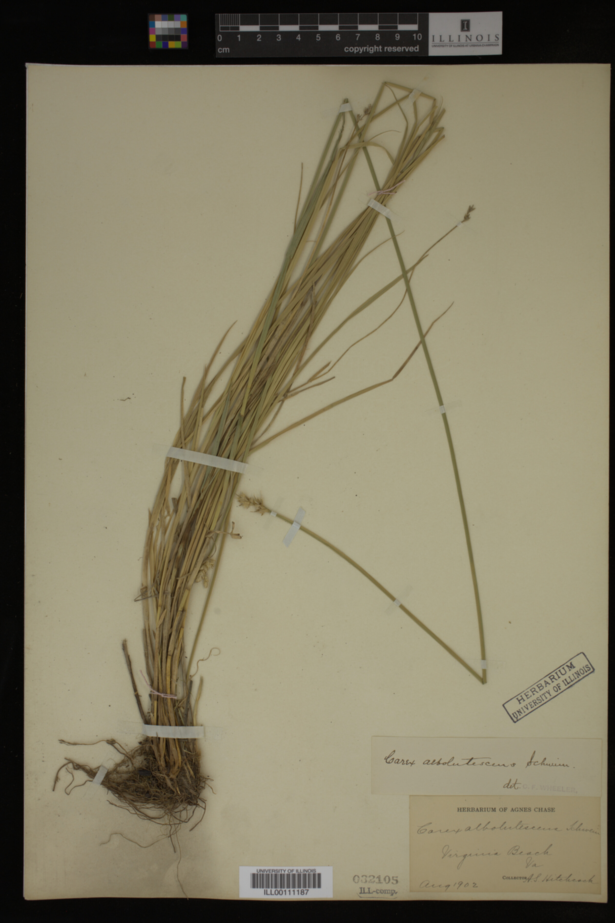 Carex albolutescens image