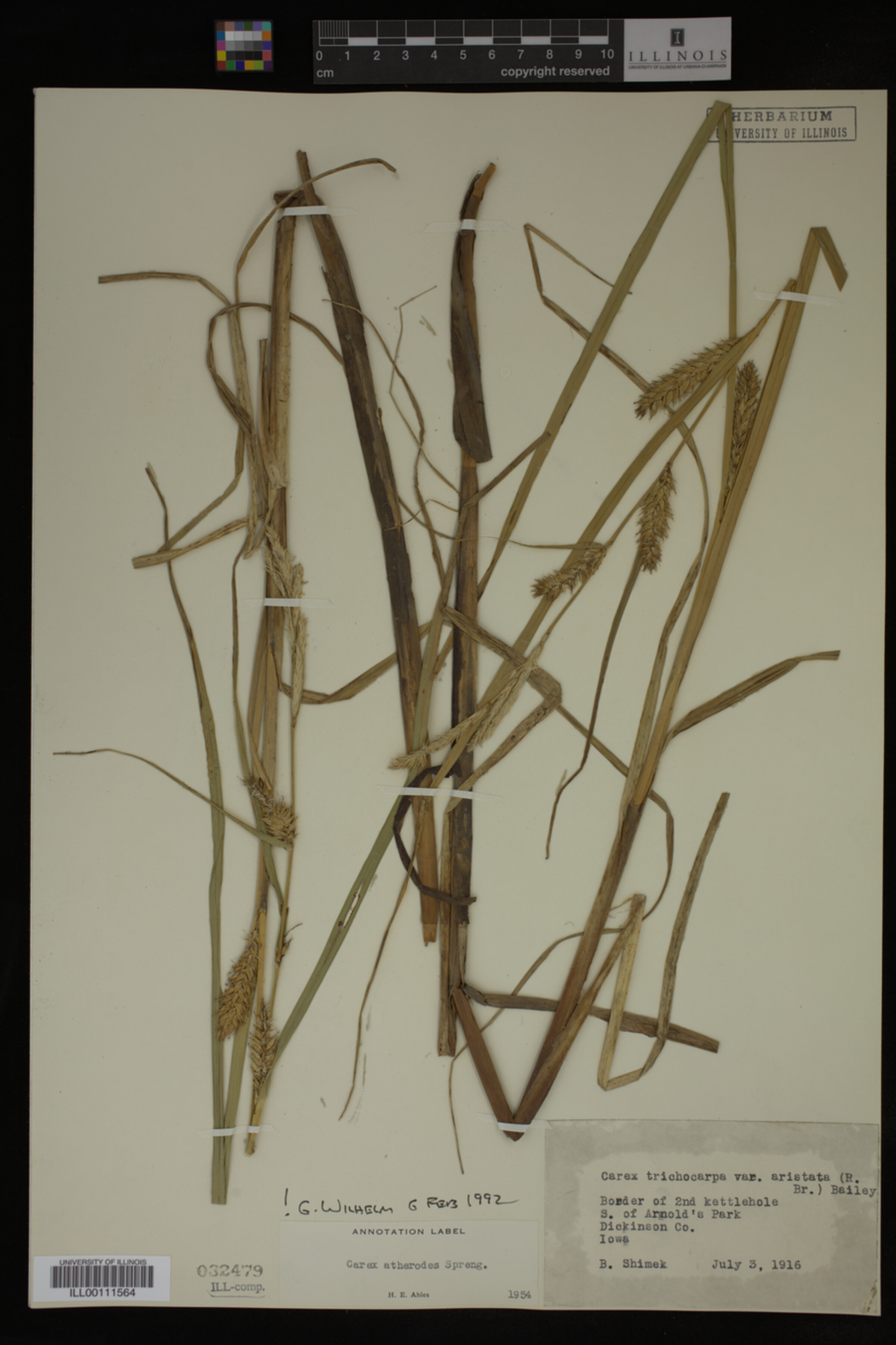 Carex atherodes image