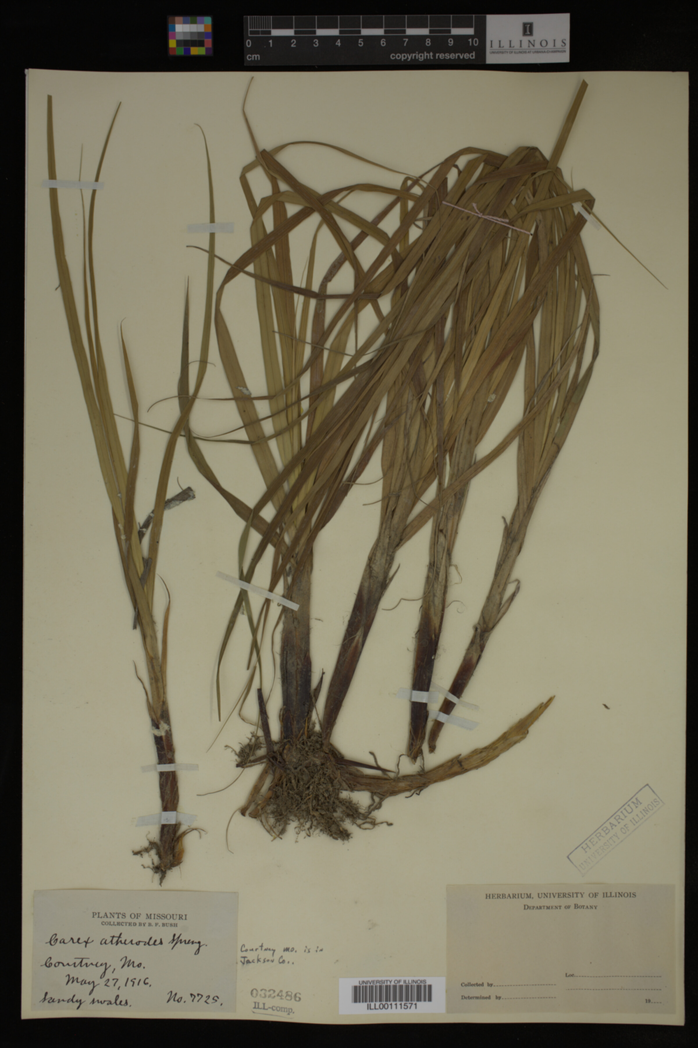 Carex atherodes image