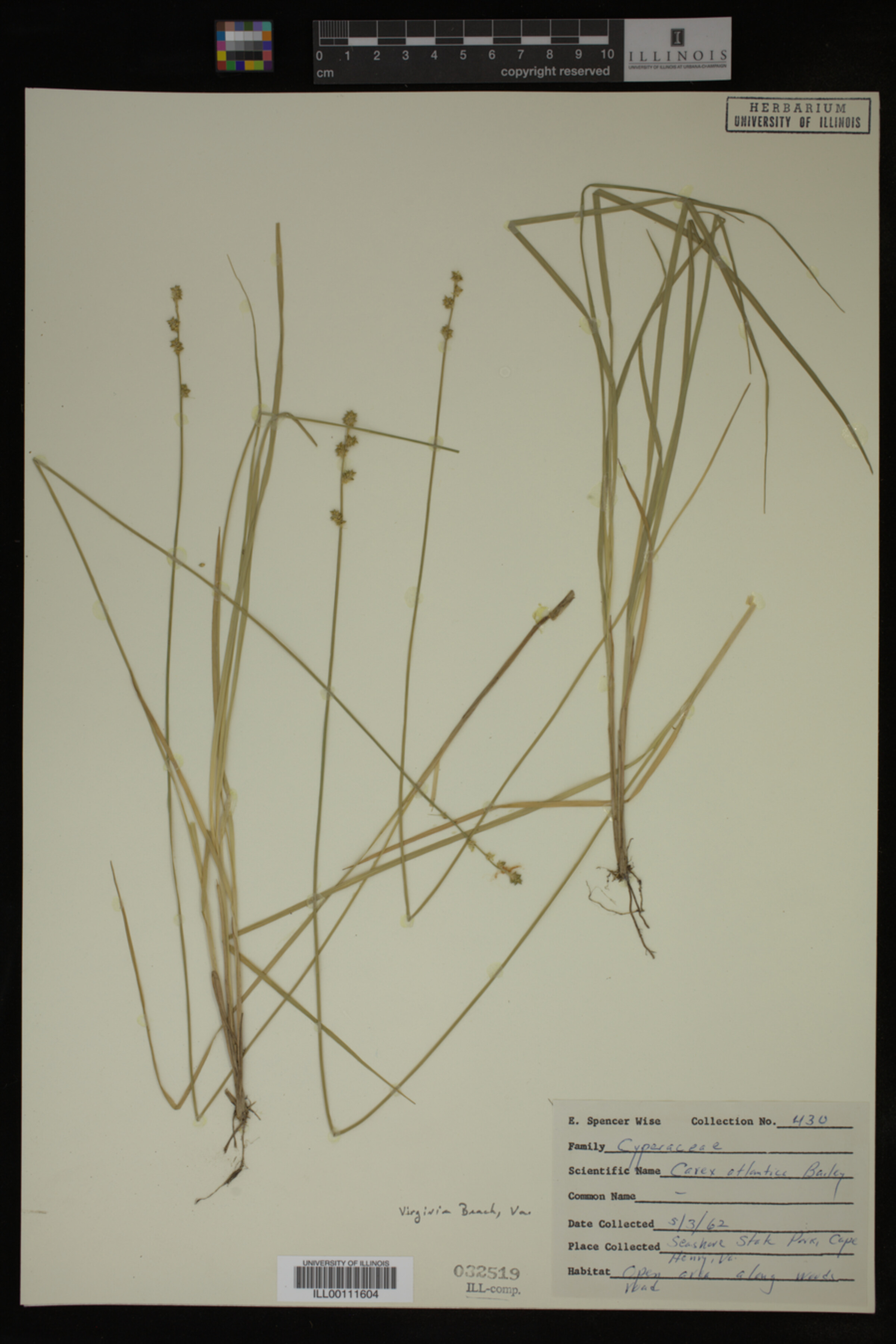 Carex atlantica image