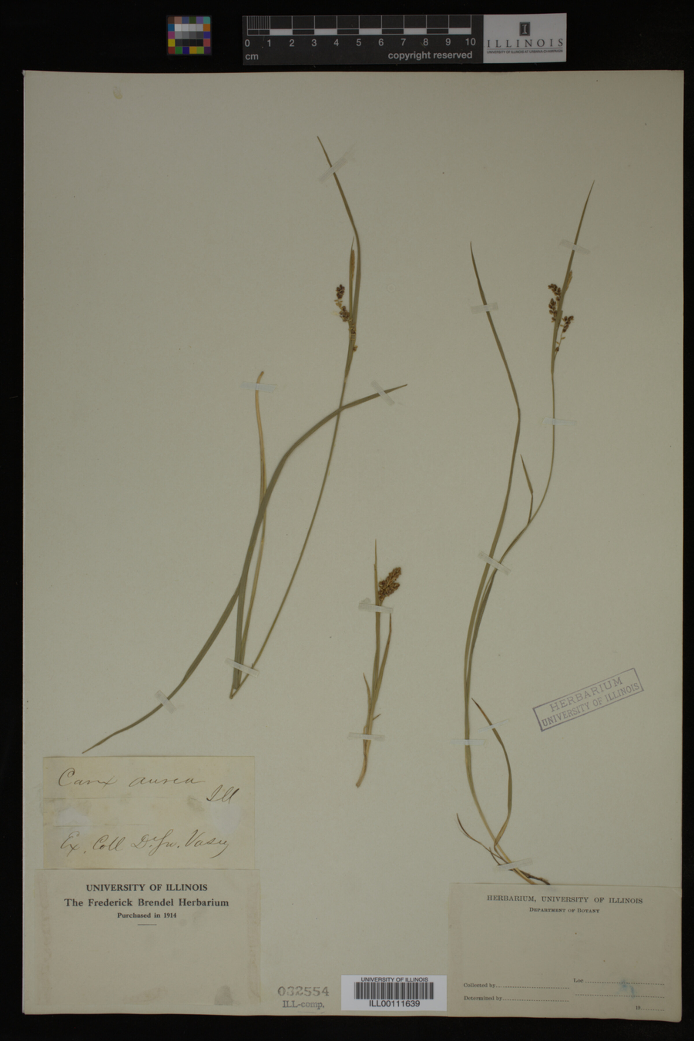 Carex aurea image