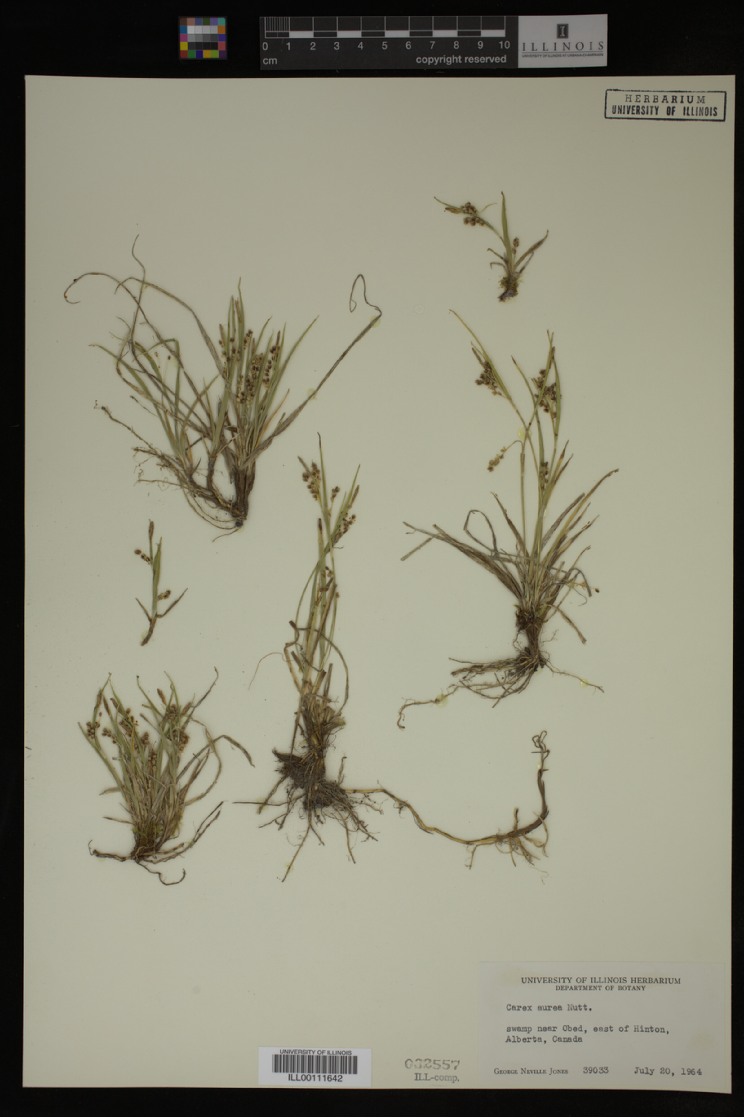 Carex aurea image