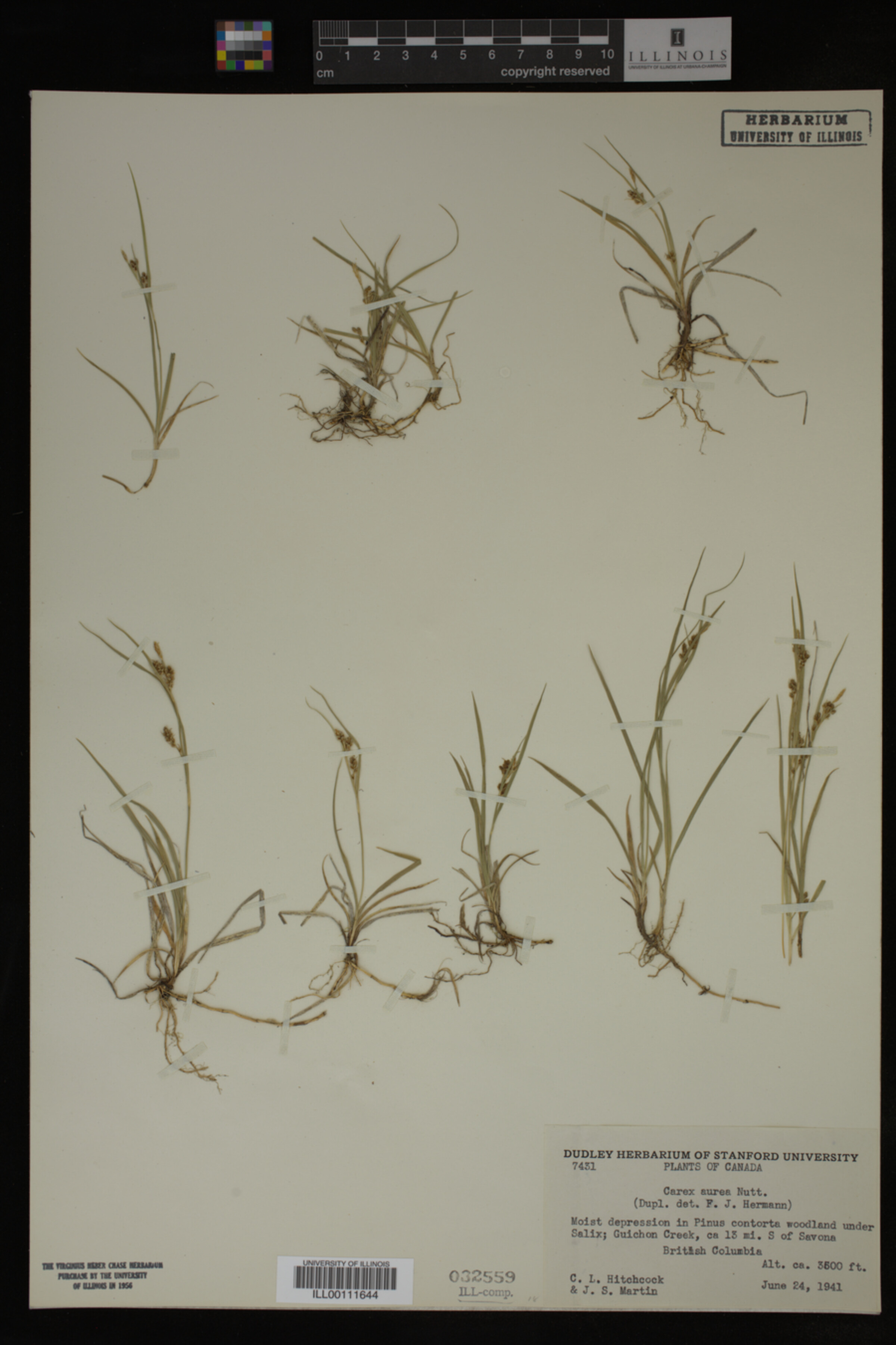 Carex aurea image