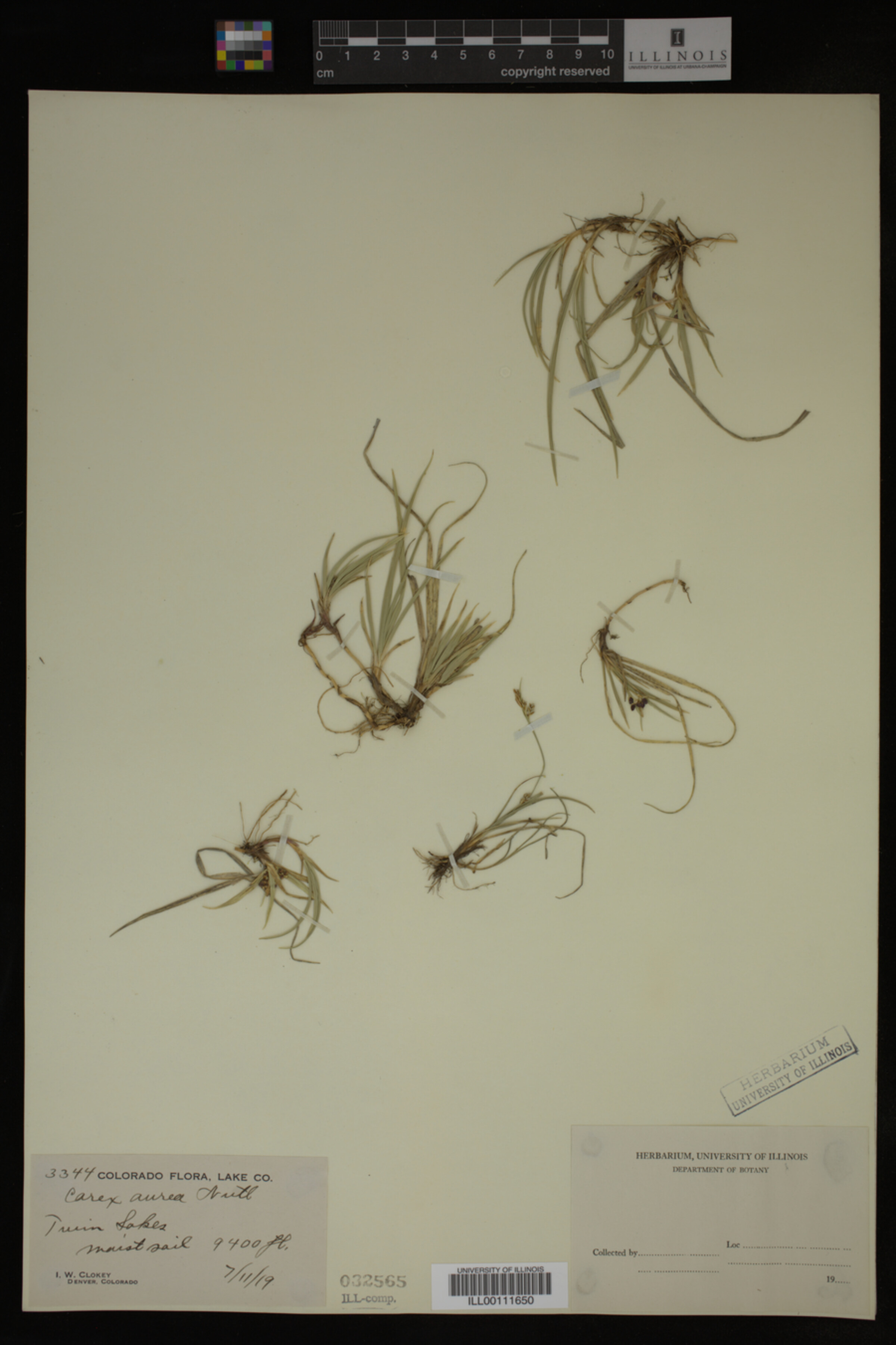 Carex aurea image