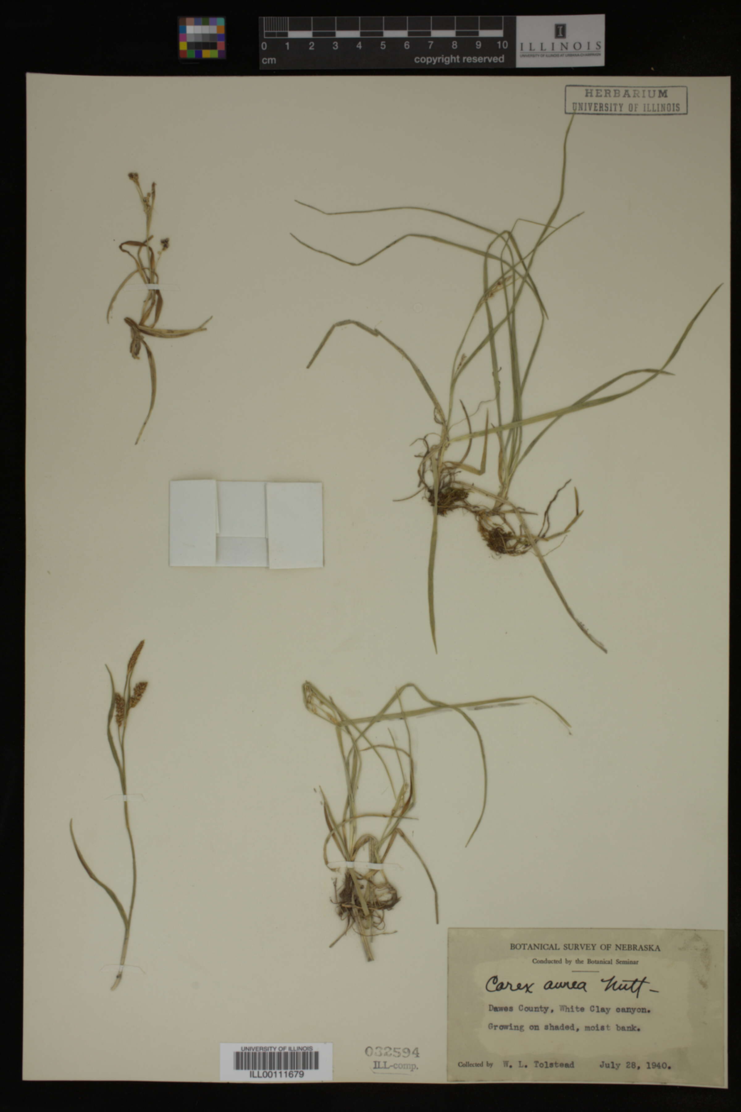 Carex aurea image